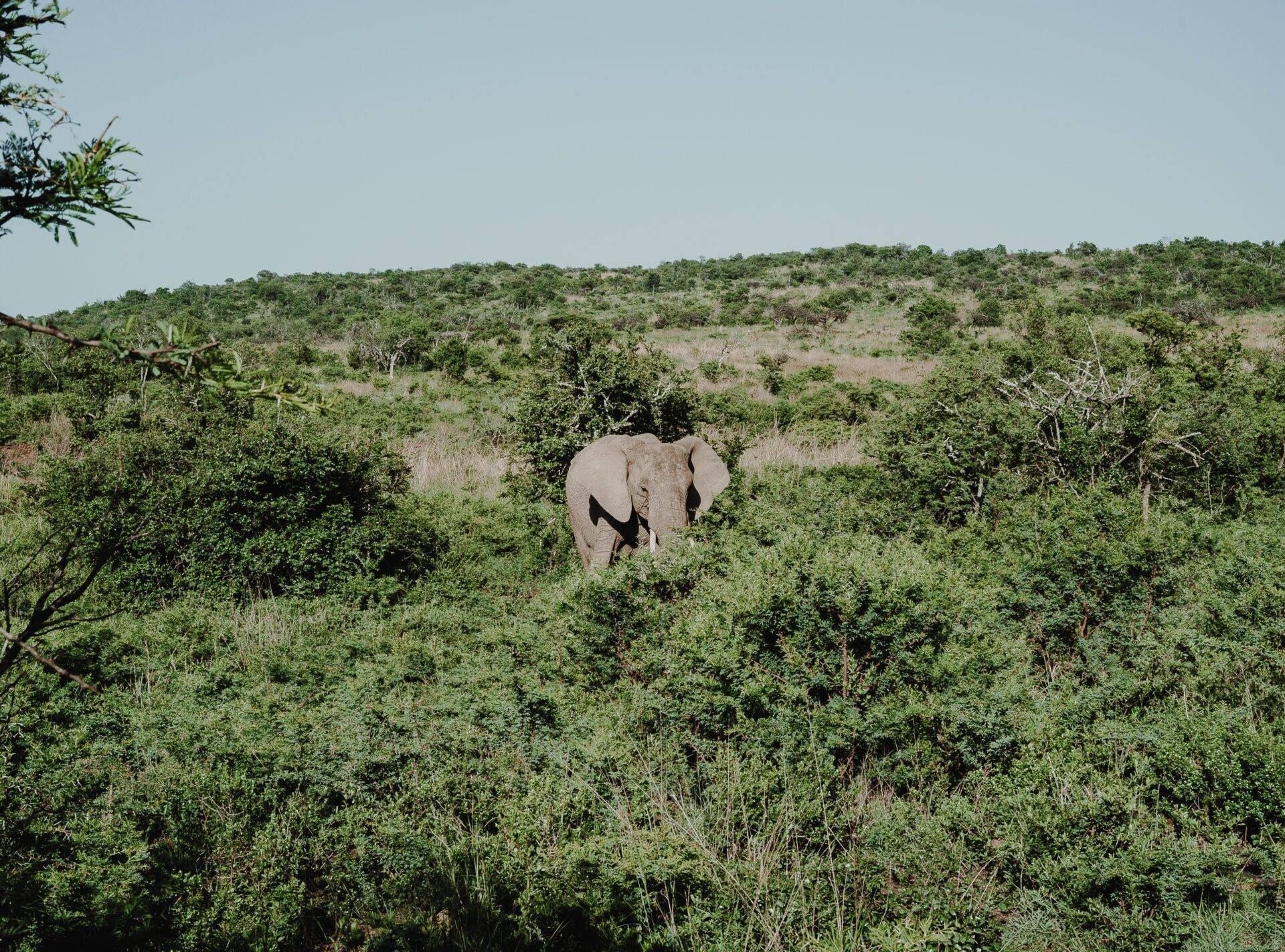 Un elefante africano cammina solitario attraverso la savana boscata, circondato da vegetazione fitta e verde