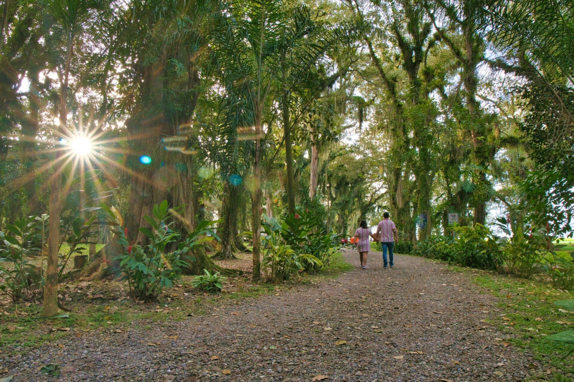 Viale ombreggiato fiancheggiato da grandi alberi con due persone che camminano su un sentiero di terra battuta nella foresta tropicale