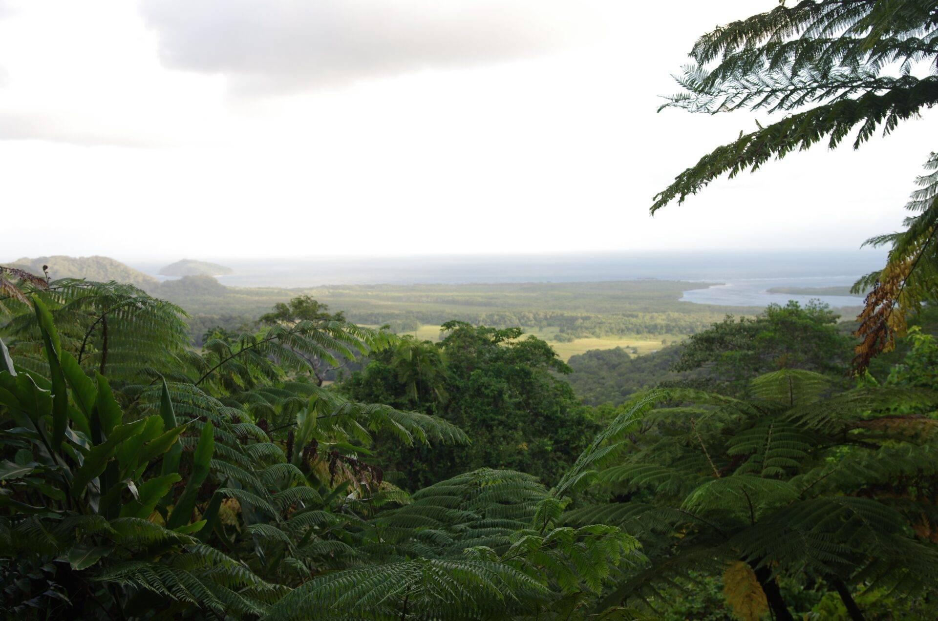 Vista panoramica di una lussureggiante foresta tropicale con lago sullo sfondo e felci arboree in primo piano