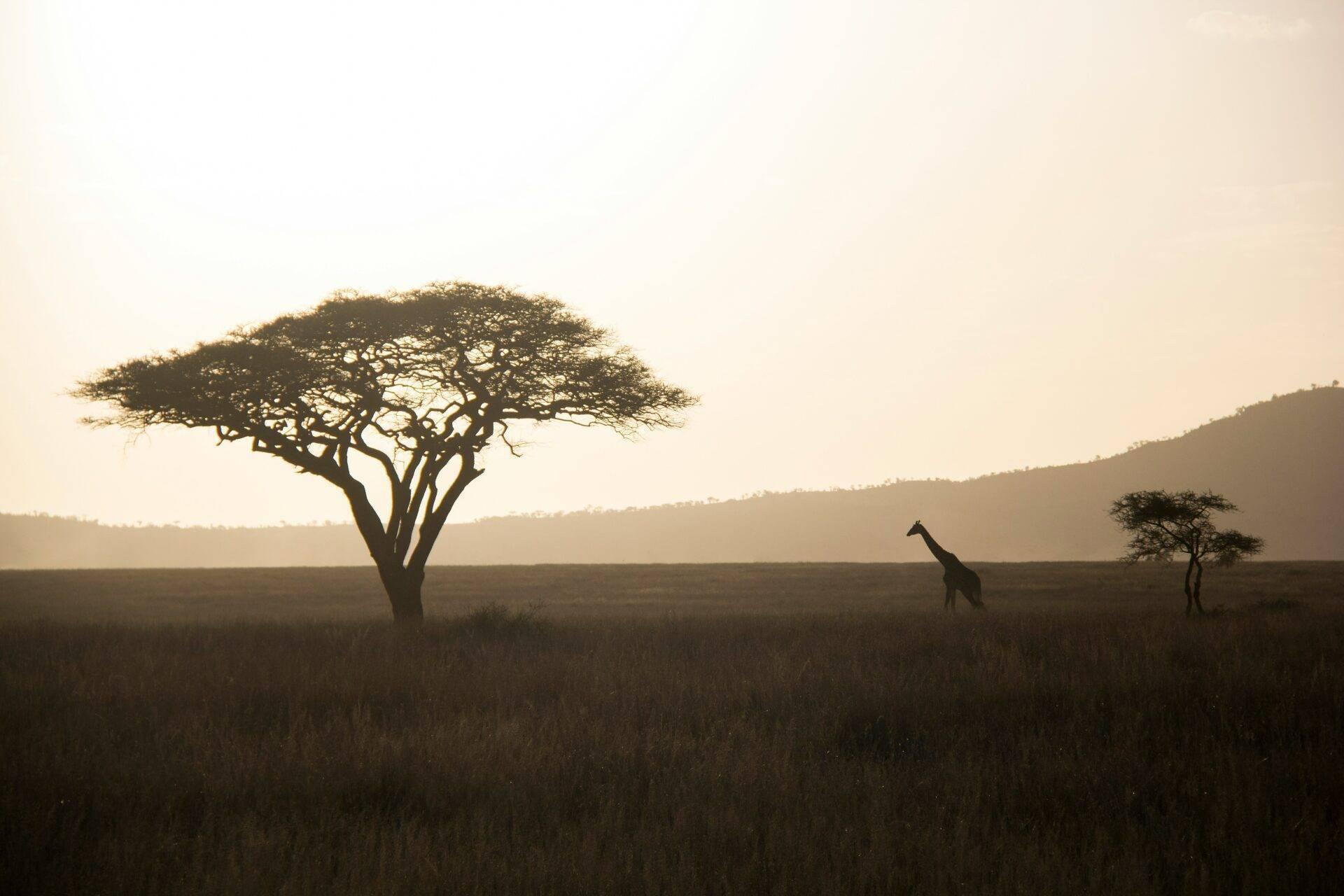 Eine Giraffe läuft bei Sonnenuntergang in der afrikanischen Savanne zwischen zwei majestätischen Akazien