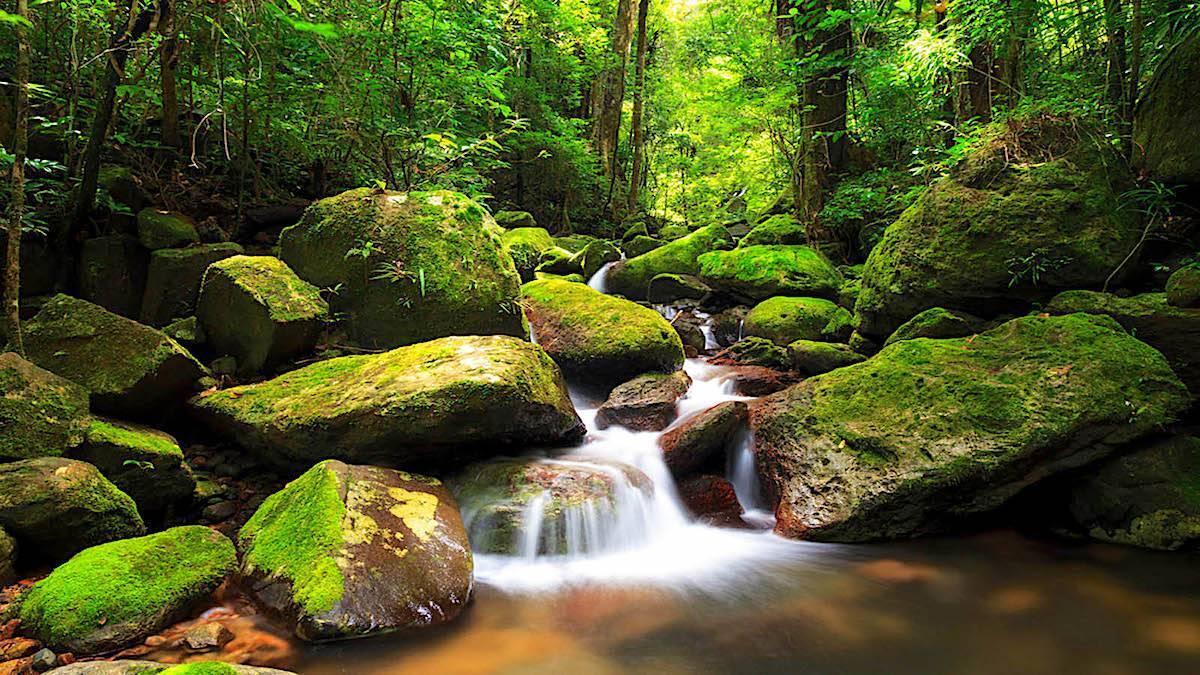 Un ruscello di foresta che scorre in cascata tra rocce ricoperte di muschio verde in una densa foresta tropicale