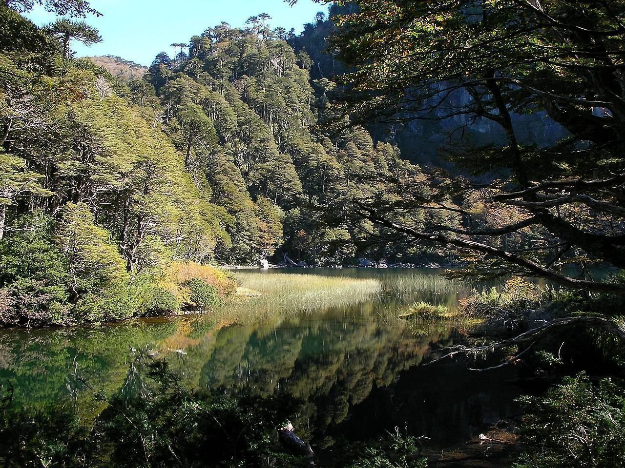 Un lago tranquilo rodeado de bosques densos y montañas boscosas bajo un cielo despejado