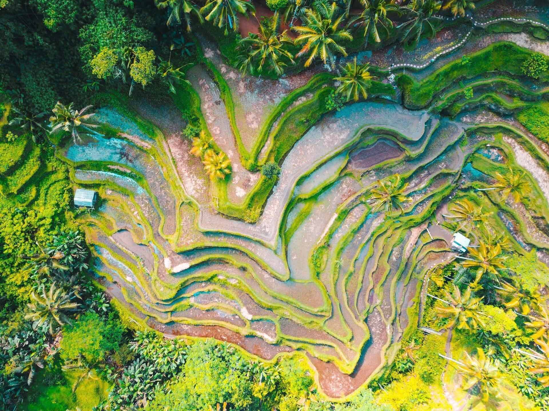 Vista aerea di risaie a terrazze con canali d’irrigazione sinuosi circondate da rigogliosa vegetazione tropicale