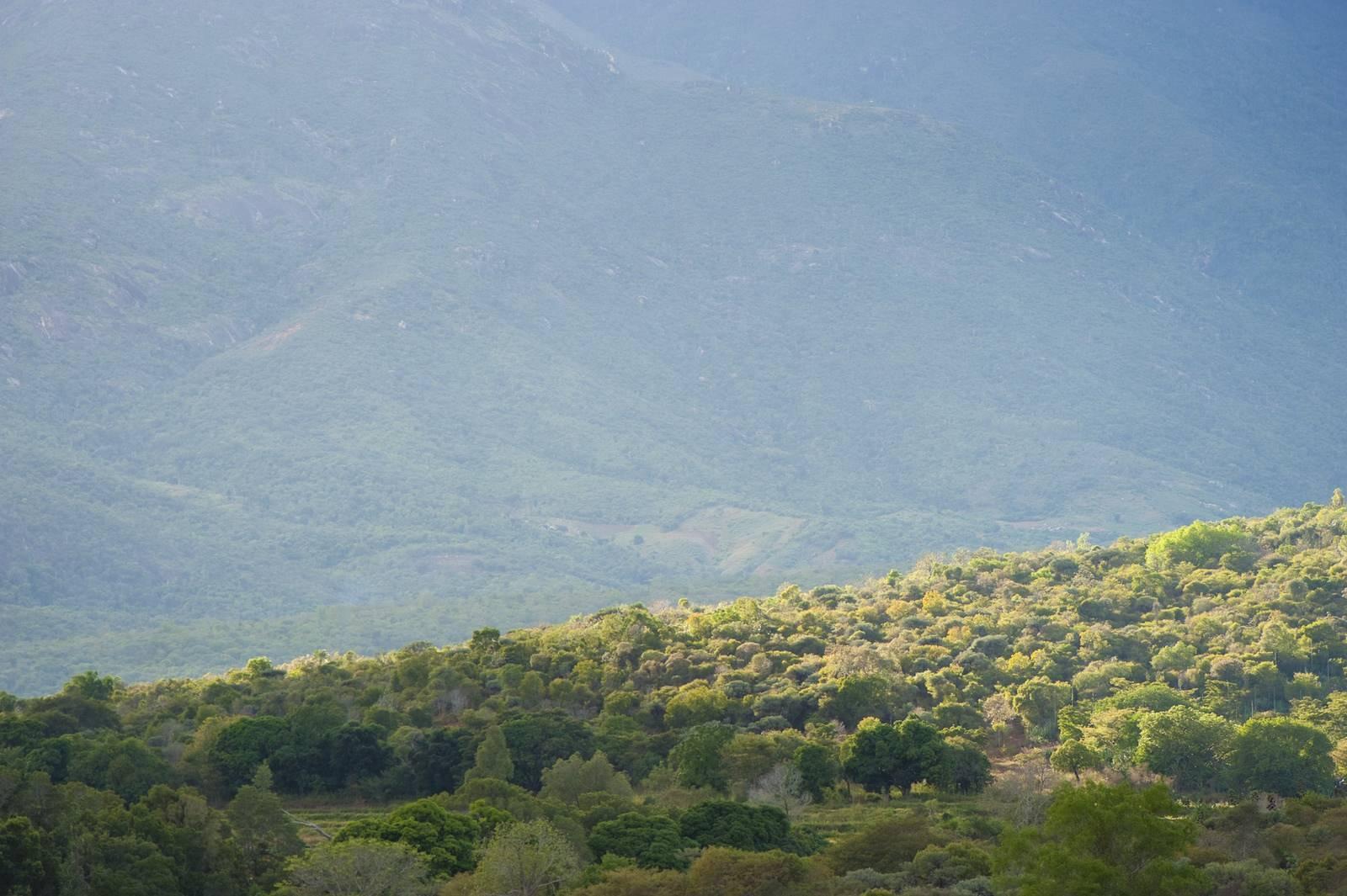Paesaggio di valle montagnosa con fitta foresta e nebbia atmosferica sullo sfondo