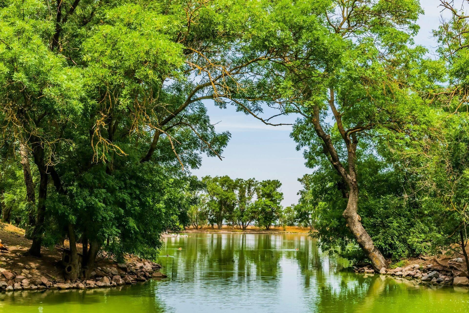 Fiume sinuoso fiancheggiato da grandi alberi tropicali lussureggianti che formano una volta naturale verdeggiante