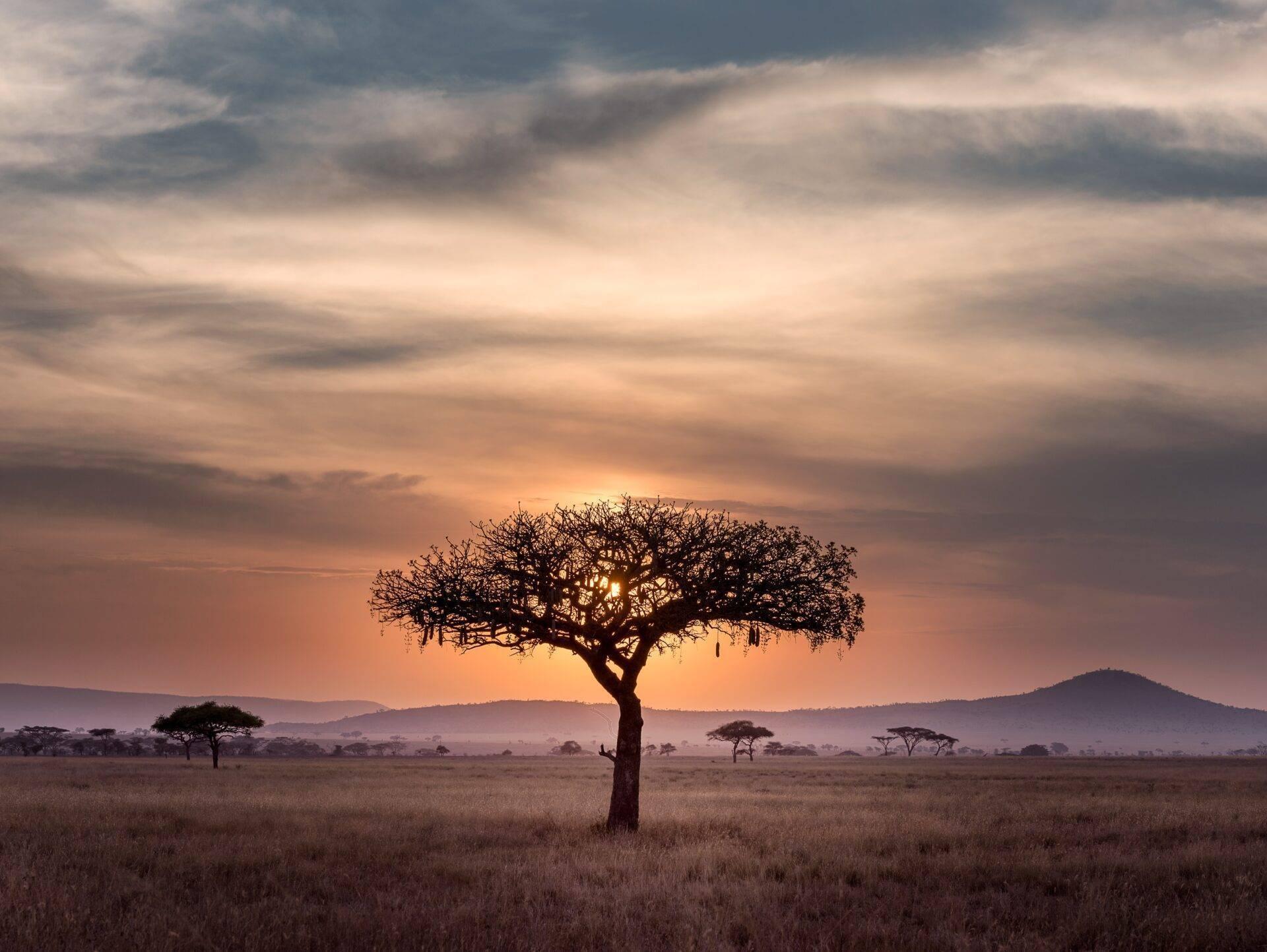 Ein einzelner Akazienbaum ragt in einer afrikanischen Savanne beim Sonnenuntergang auf, mit Bergen im Hintergrund