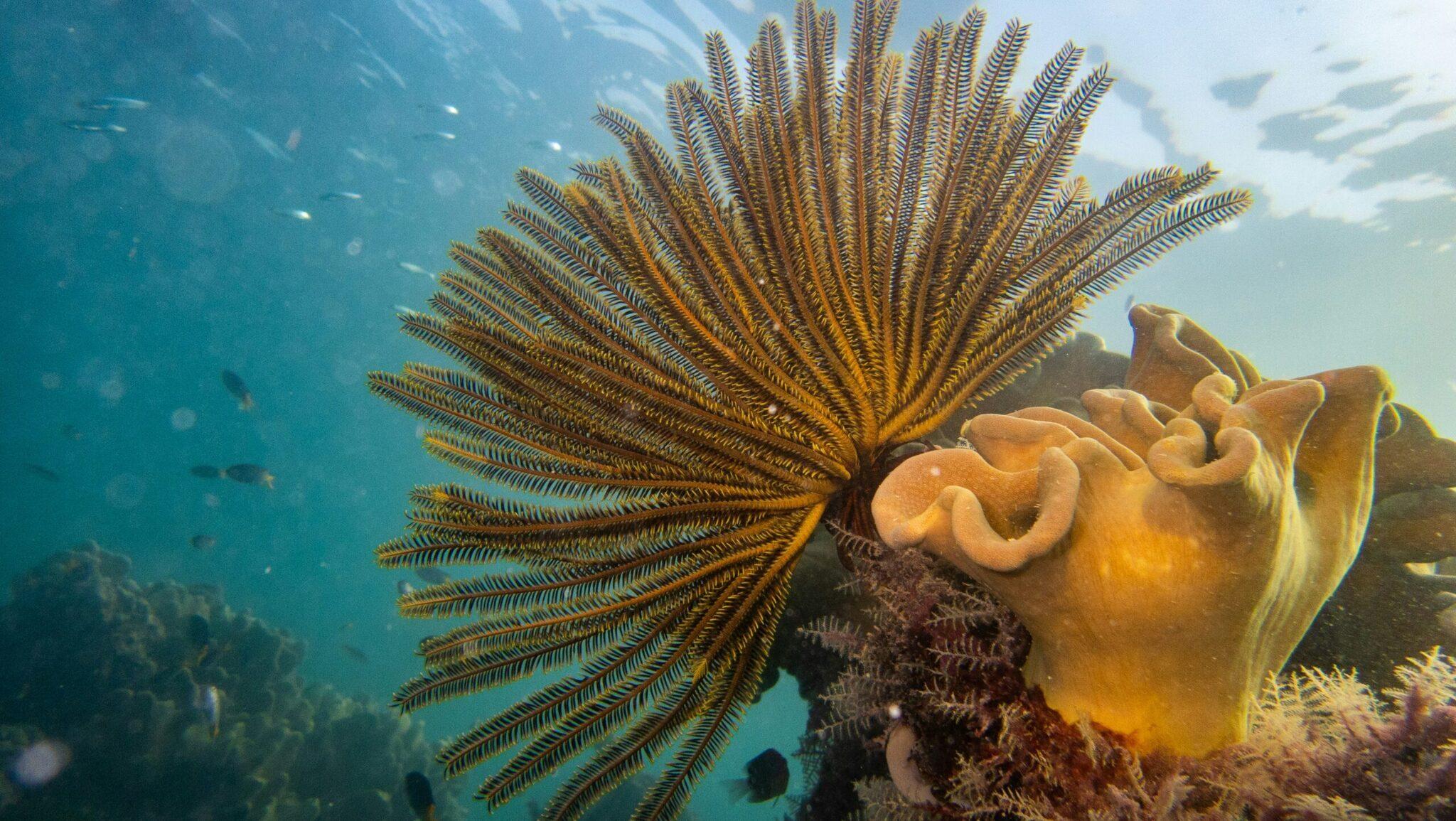 Ein gelb gefleckter Sternenkorallenkopf erblüht auf einem farbenprächtigen Riff in kristallklarem türkisem Wasser