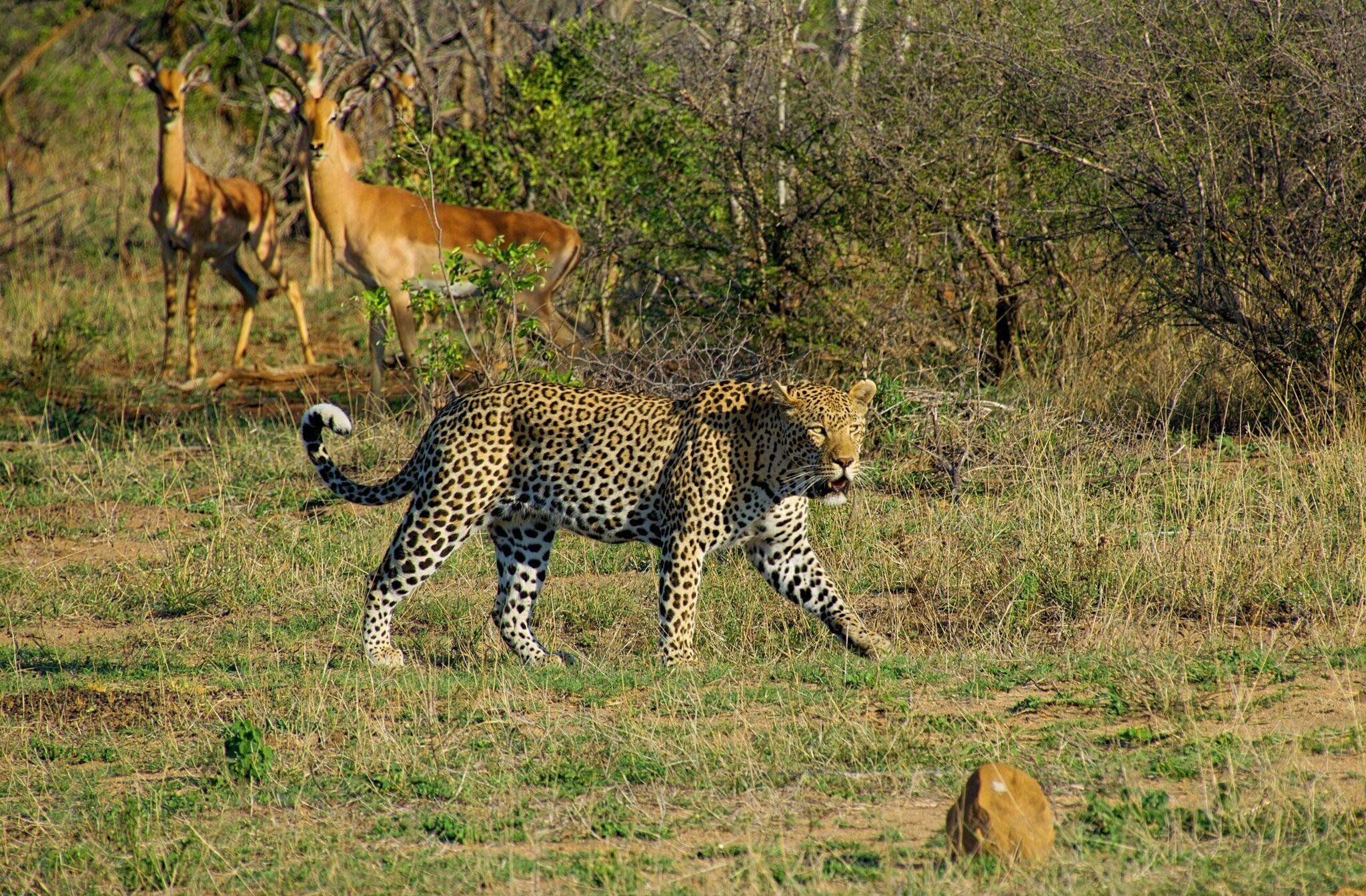 Ein Leopard läuft durch die Savanne, Impalas im Hintergrund in ihrem natürlichen afrikanischen Lebensraum