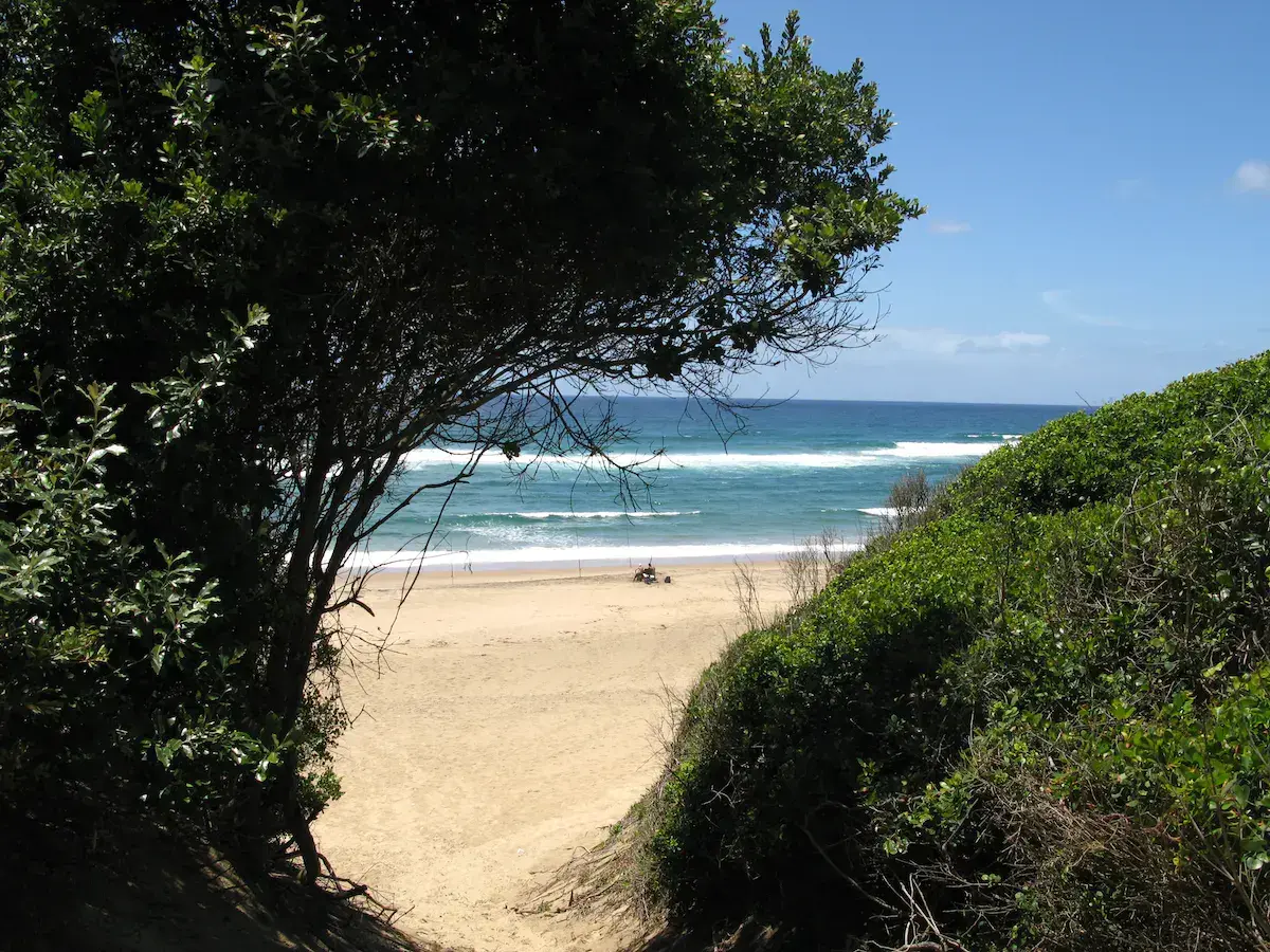 Vista de una playa de arena dorada enmarcada por una densa y exuberante vegetación costera bajo un cielo despejado