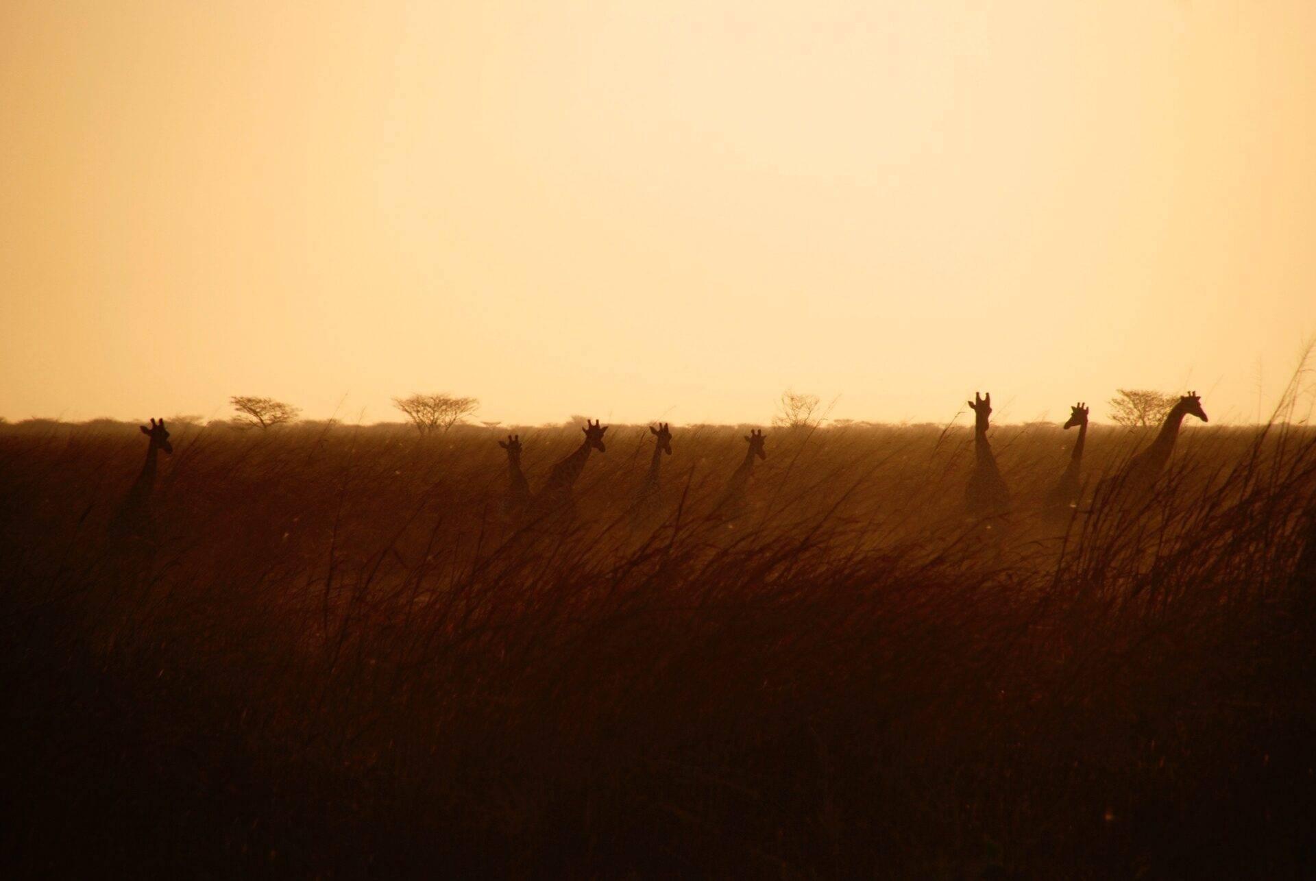 Siluetas de jirafas en la sabana africana al atardecer con vegetación espinosa