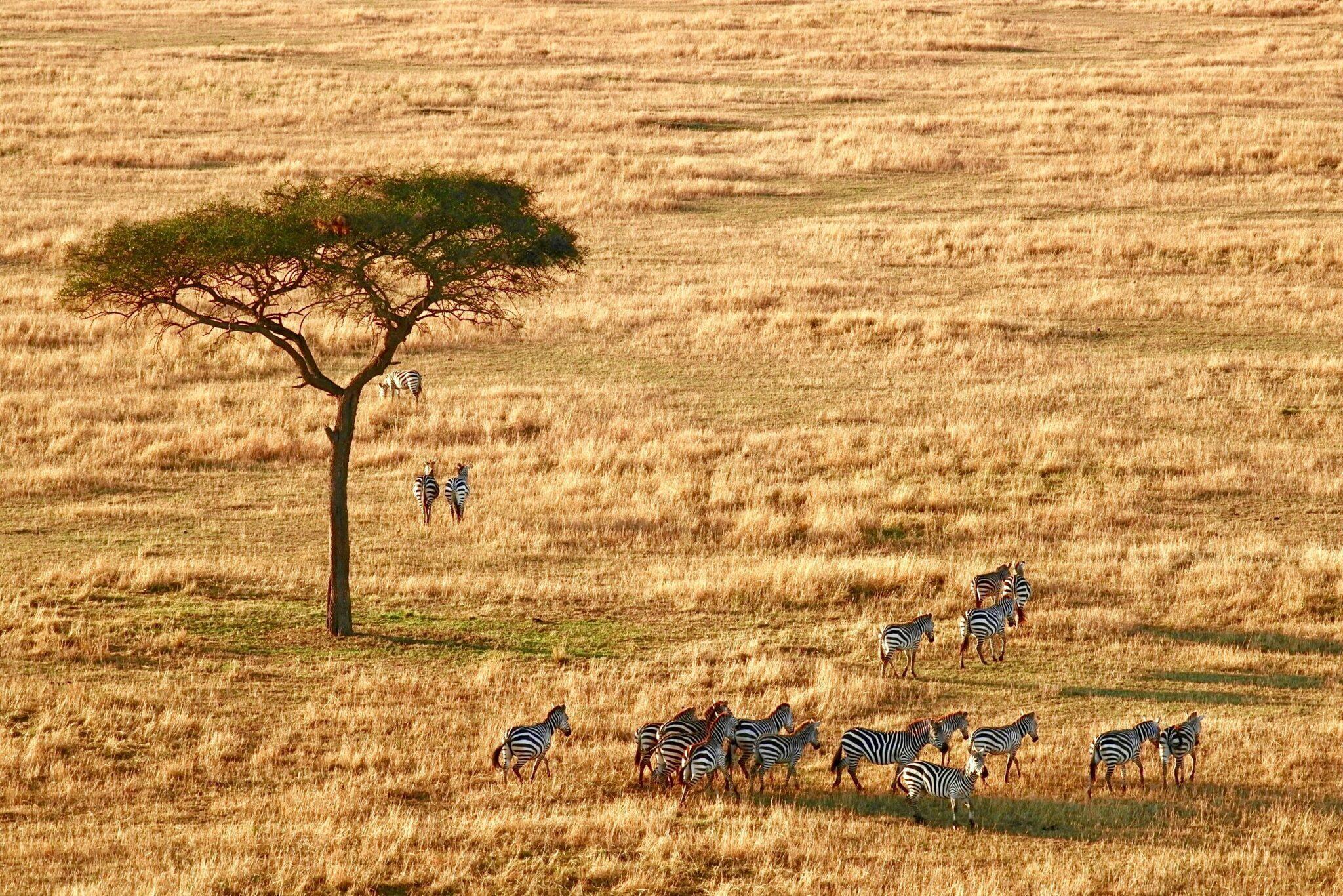 Una manada de cebras dispersas en una sabana árida con una acacia solitaria bajo un cielo despejado