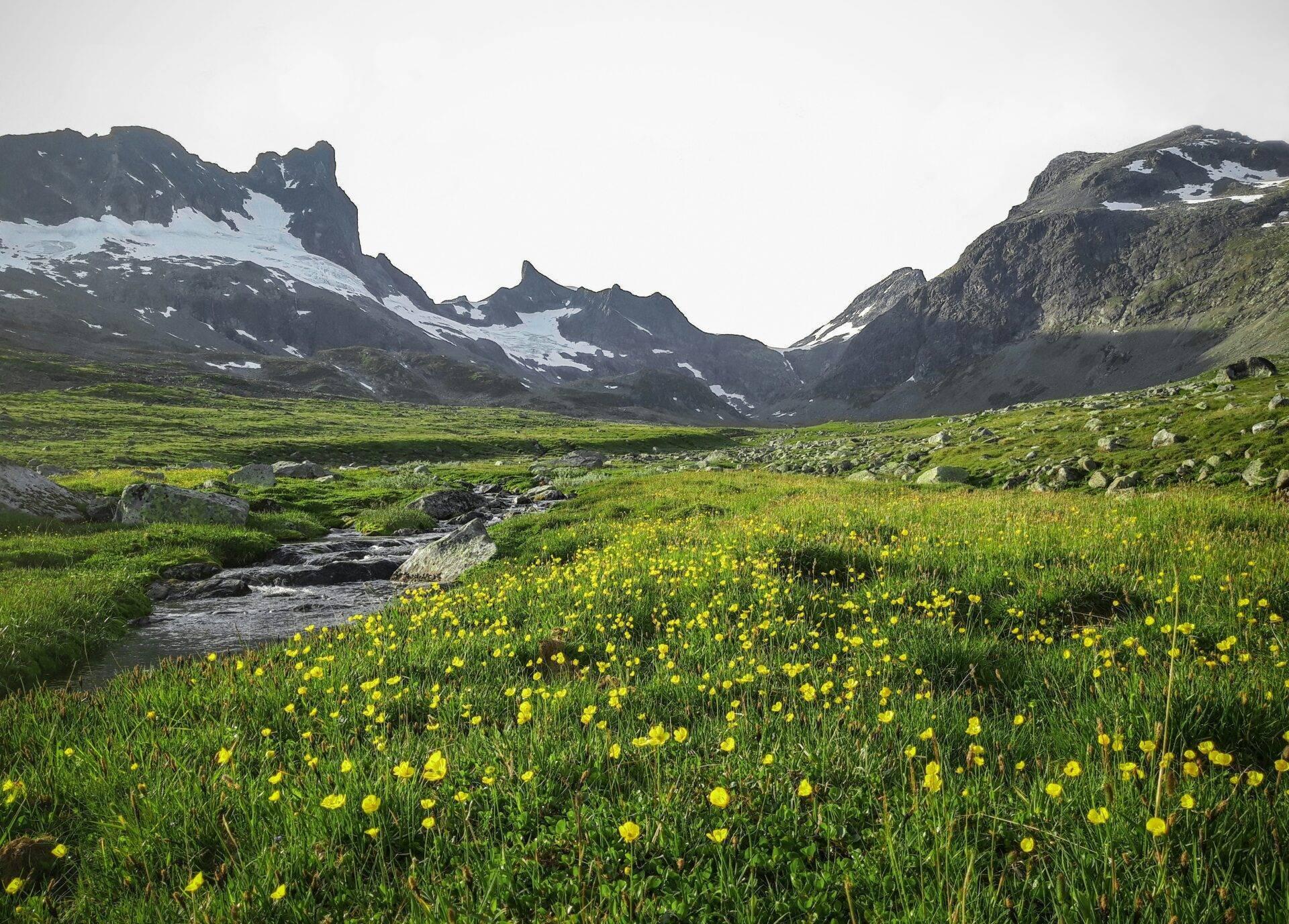 Alpines Tal mit verschneiten Gipfeln, blühenden Wiesenblumen, Bach und felsigen Berghängen unter bedecktem Himmel