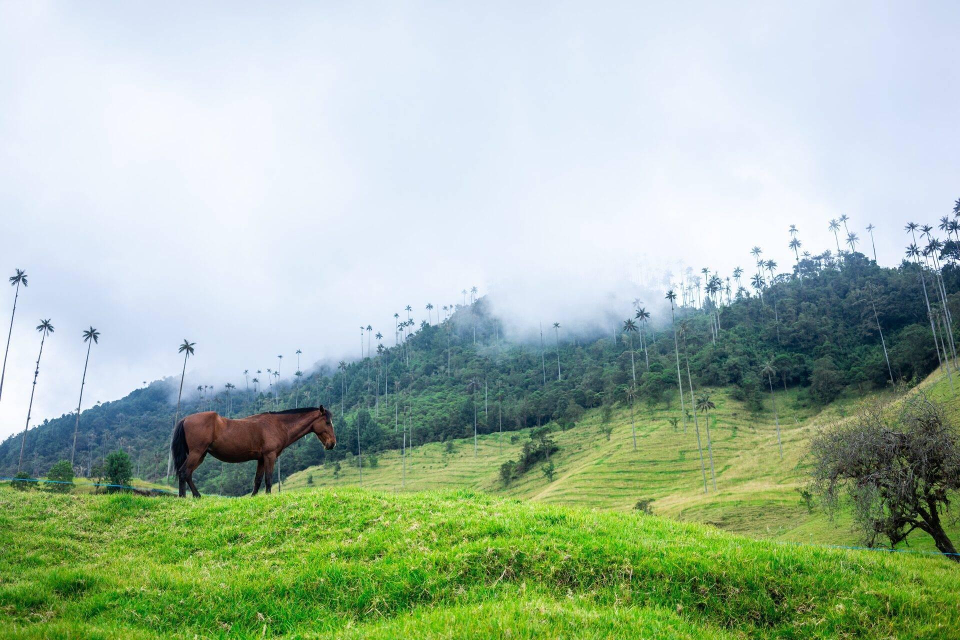 Un caballo marrón pasta en un valle verde salpicado de grandes palmeras, con montañas brumosas al fondo