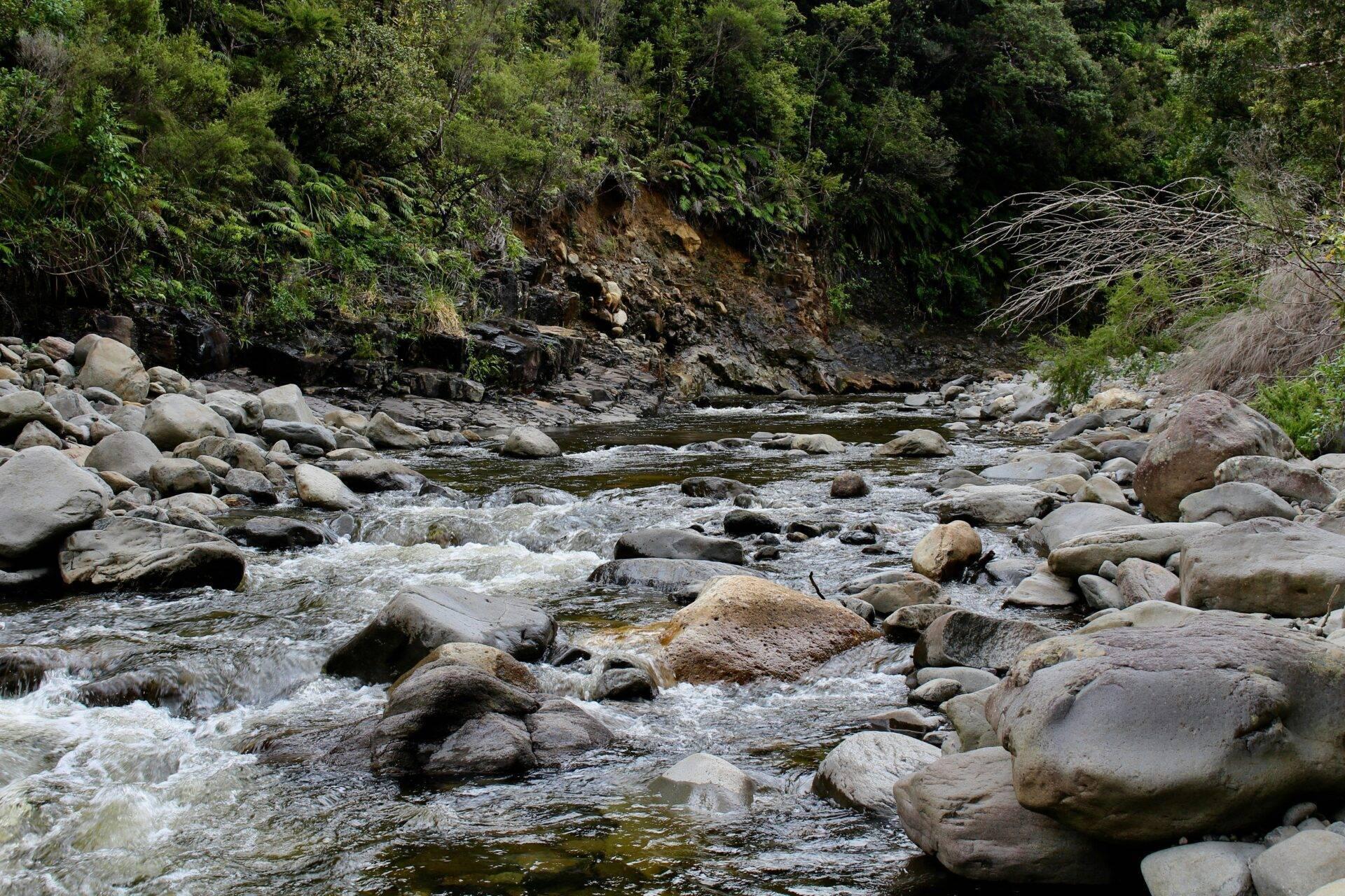 Un fiume roccioso fiancheggiato da vegetazione densa e scogliere boscose in Nuova Zelanda