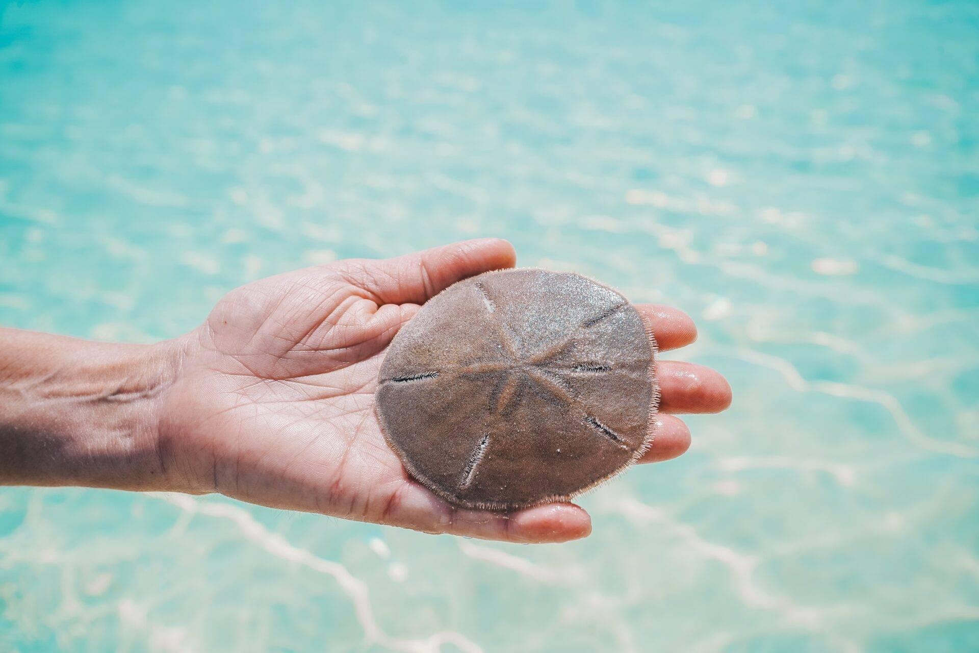 A hand holding a sand dollar over the crystal-clear turquoise waters of the Bahamas