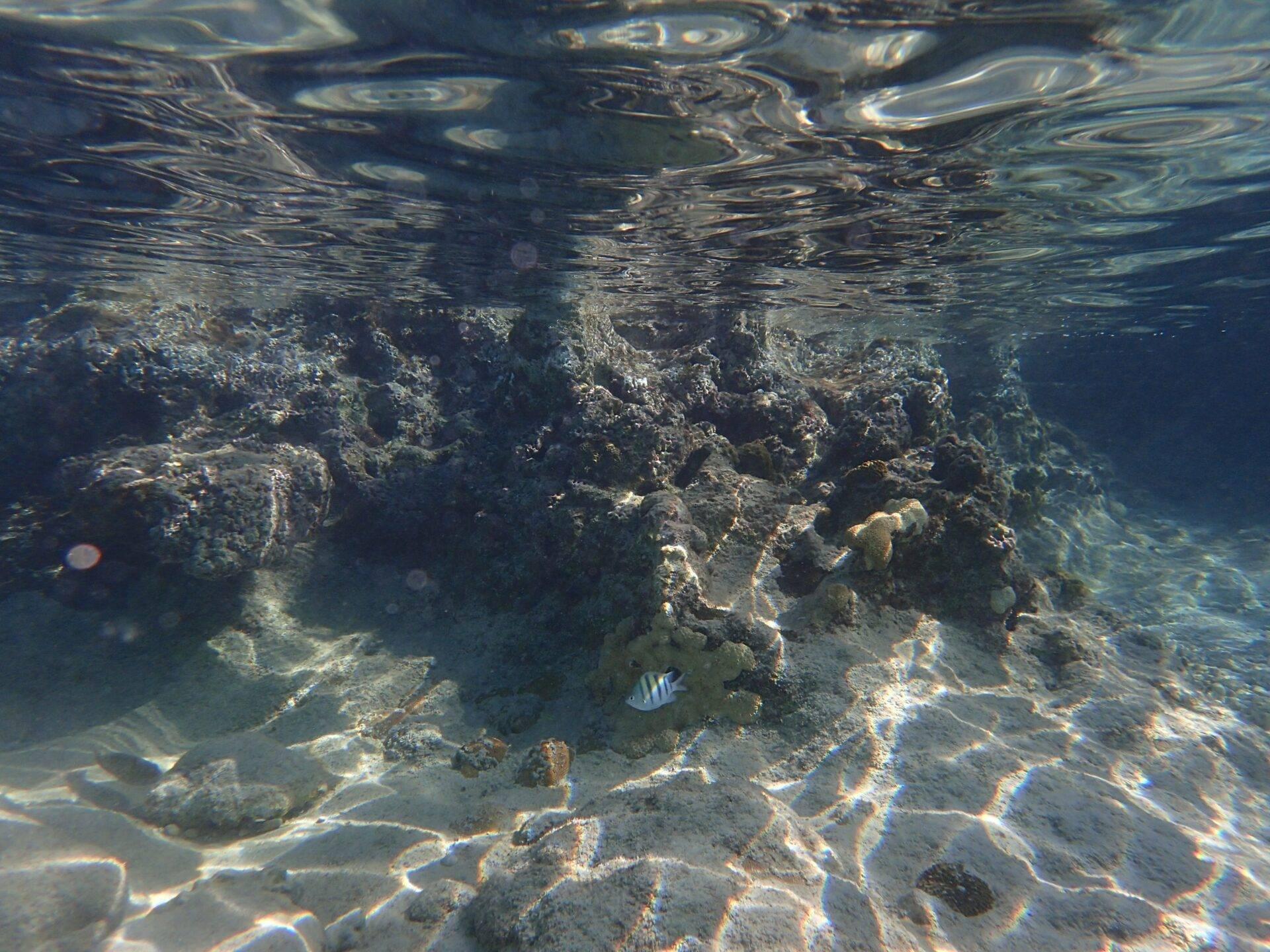 Vista subacquea di un relitto di nave ricoperto di corallo e vita marina tropicale