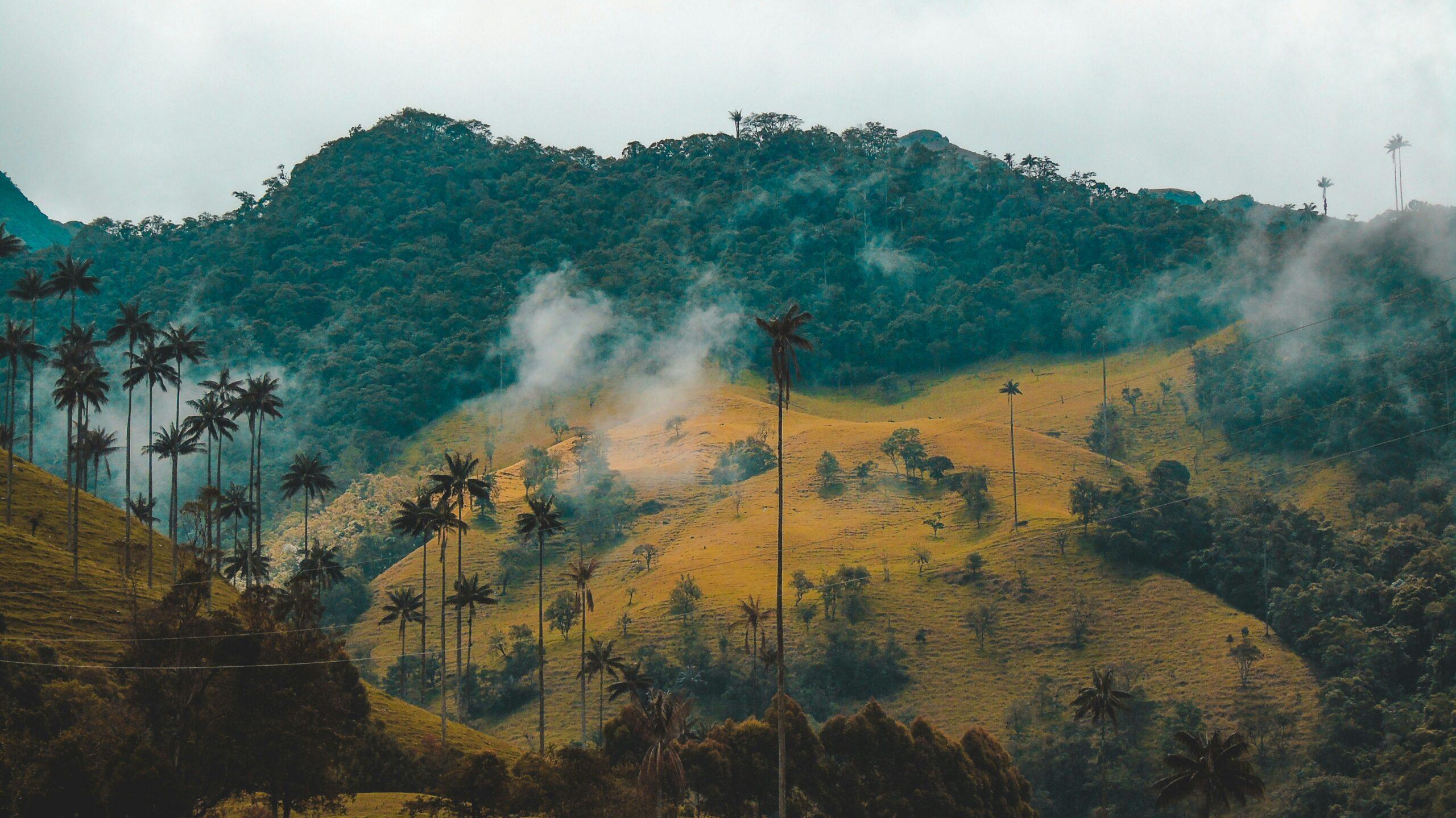 Sentier de jungle menant aux terrasses de la Ciudad Perdida dans la Sierra Nevada de Santa Marta, Colombie