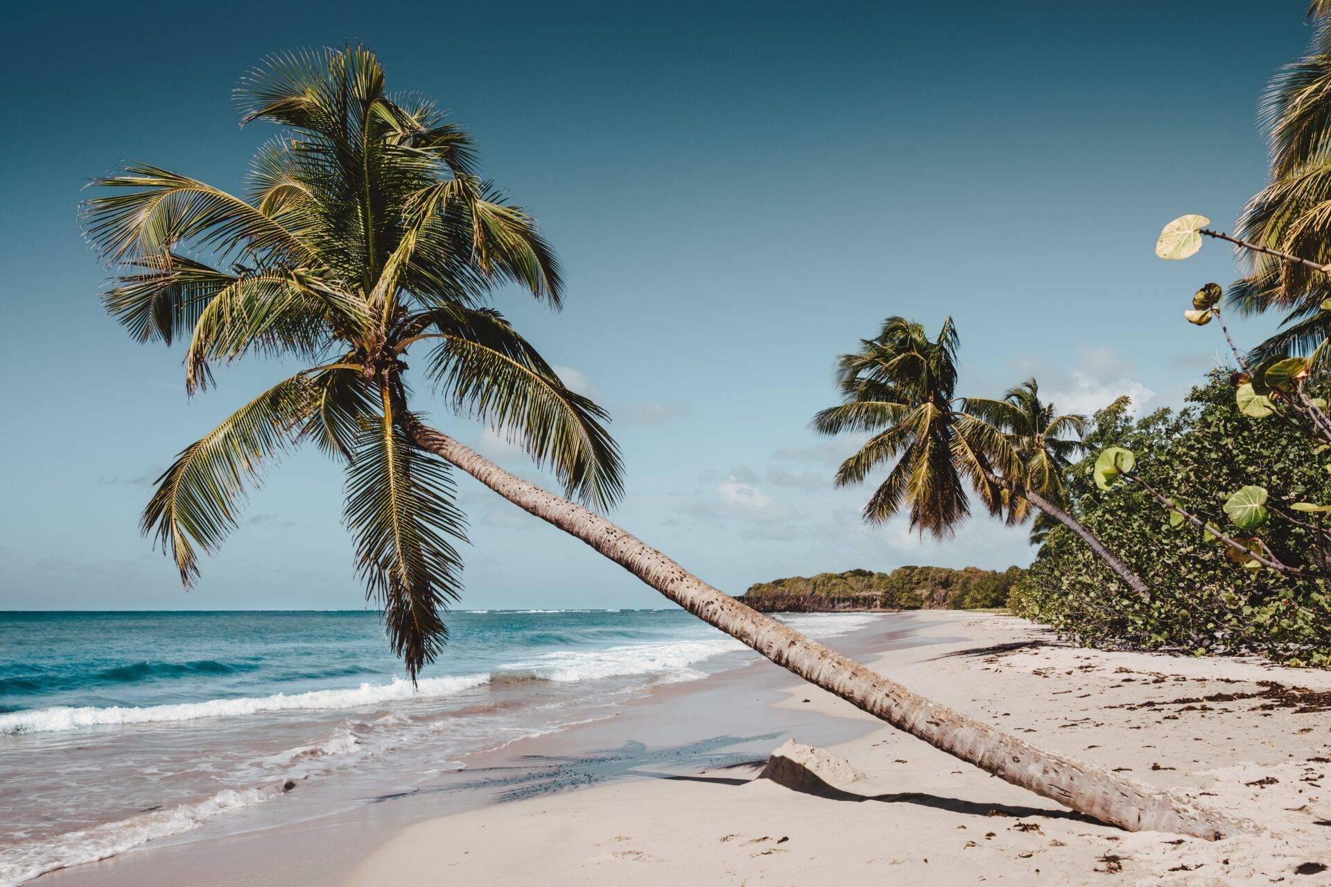 Tropischer Strand mit schräg gewachsener Palme über weißem Sand, türkisfarbenem Meer und üppiger Vegetation im Hintergrund