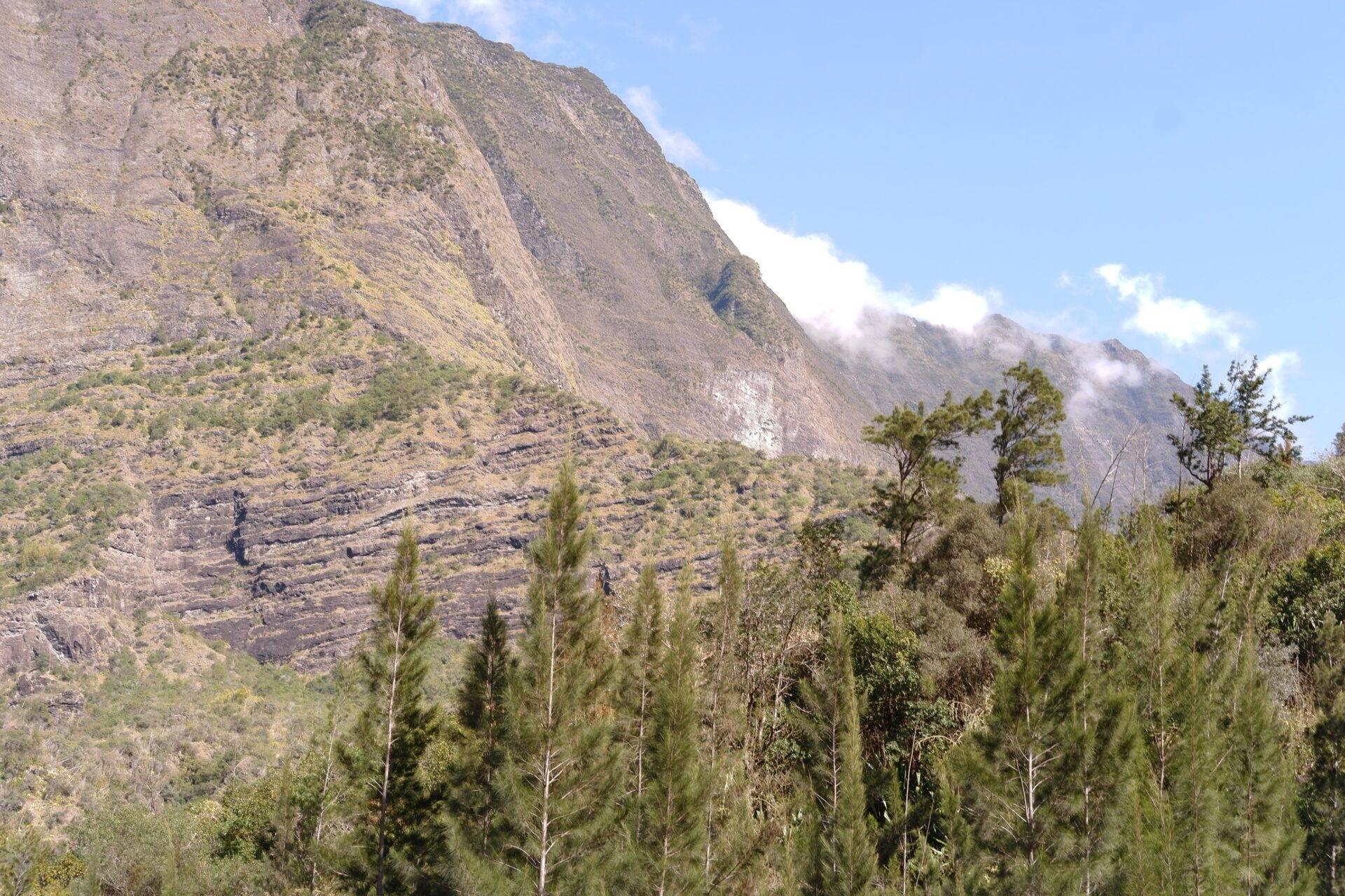 Ladera rocosa arbolada con coníferas en primer plano y cumbres montañosas brumosas al fondo bajo cielo azul