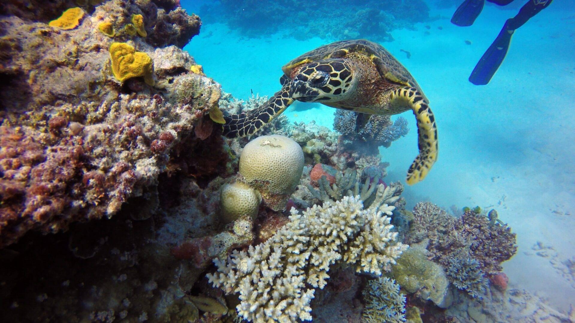 Una tartaruga marina verde si nutre tra i coralli colorati di una barriera corallina tropicale