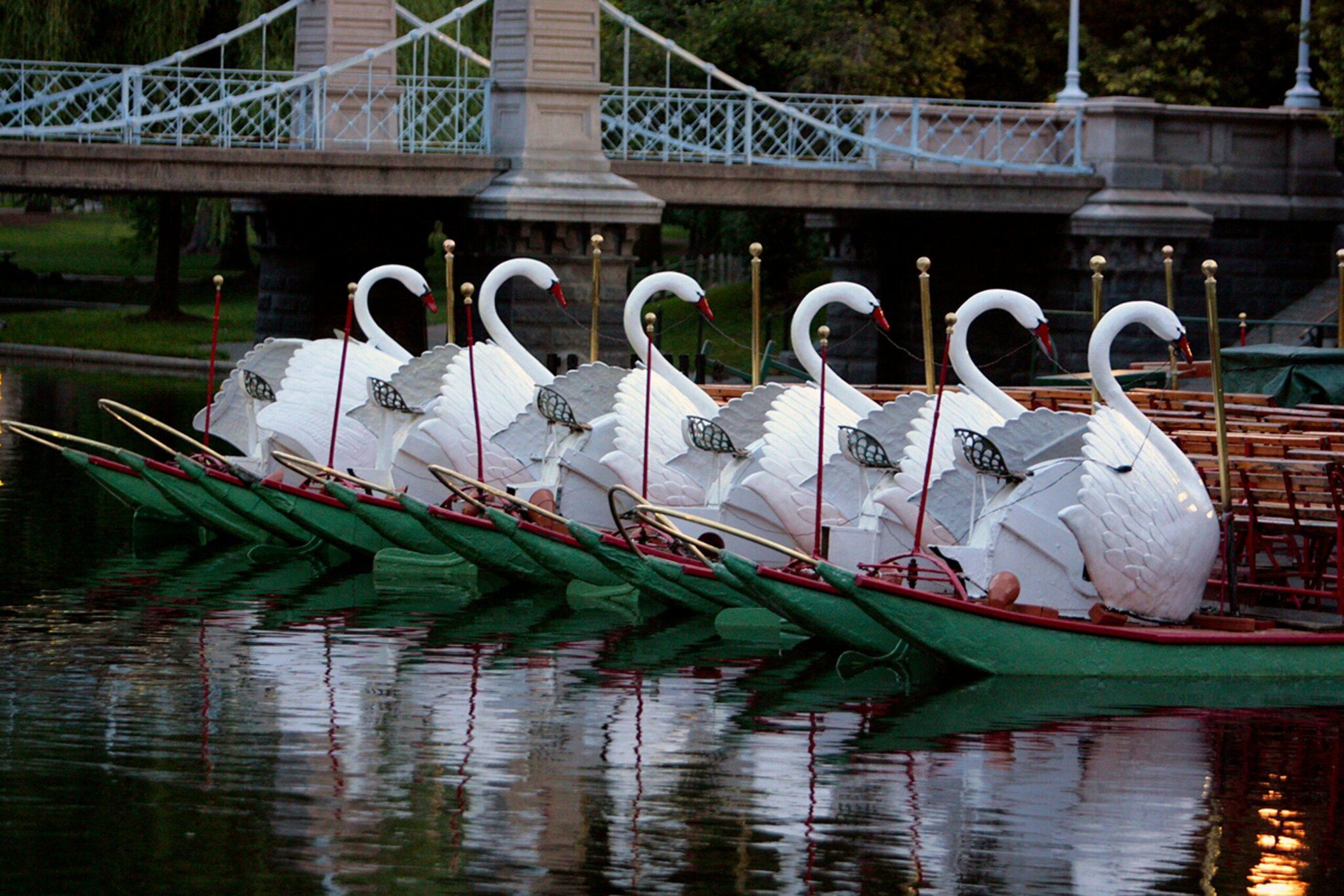 Six white swans moored to green boats on an urban pond beside a historic bridge