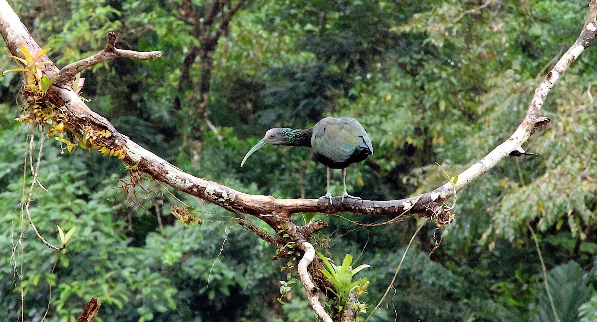 Ein Vogel mit langem, gebogenem Schnabel sitzt auf einem bemoostem Ast im dichten Regenwald