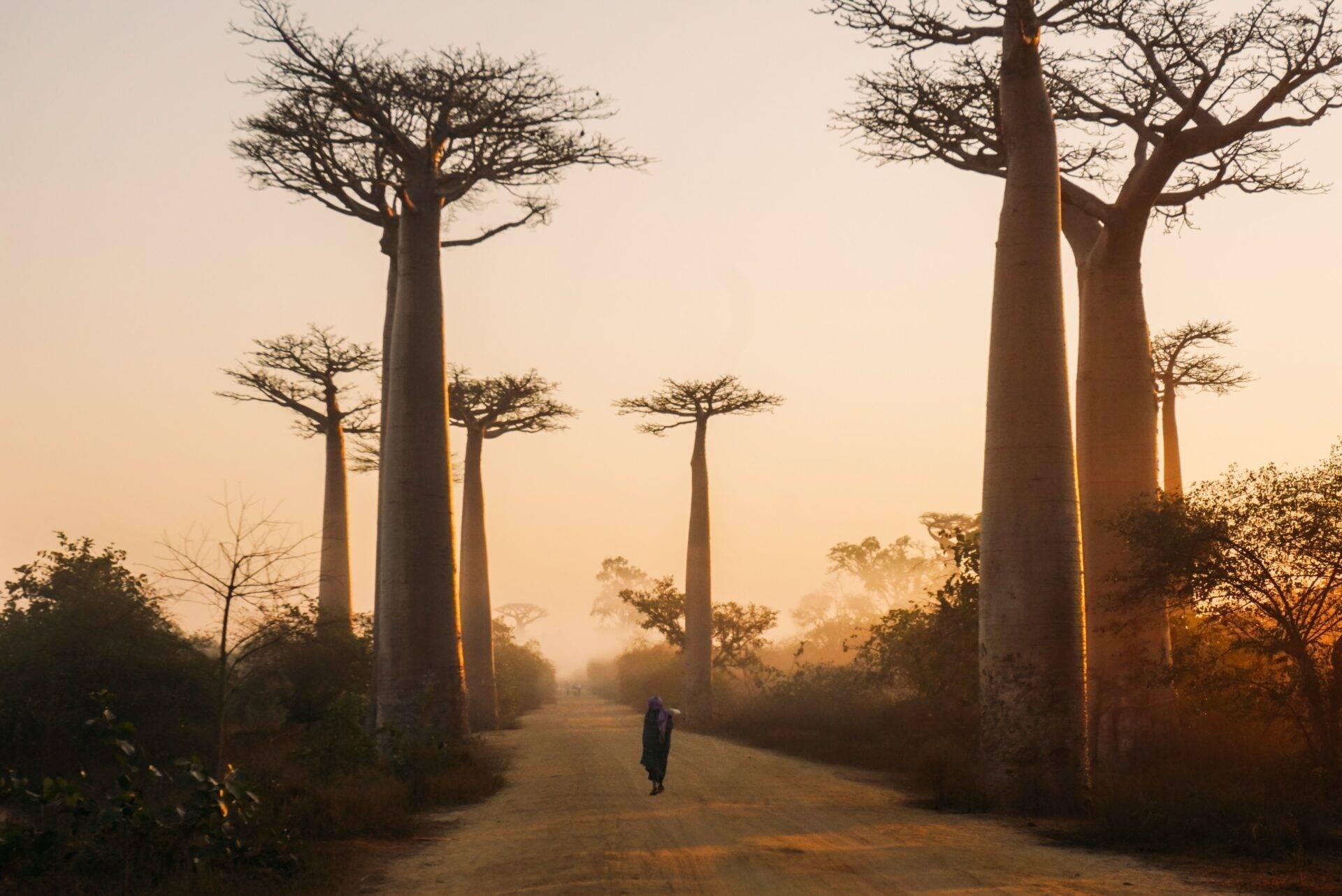 Una persona cammina su un viale di terra tra maestosi baobab dai tronchi massicci nell’ora d’oro