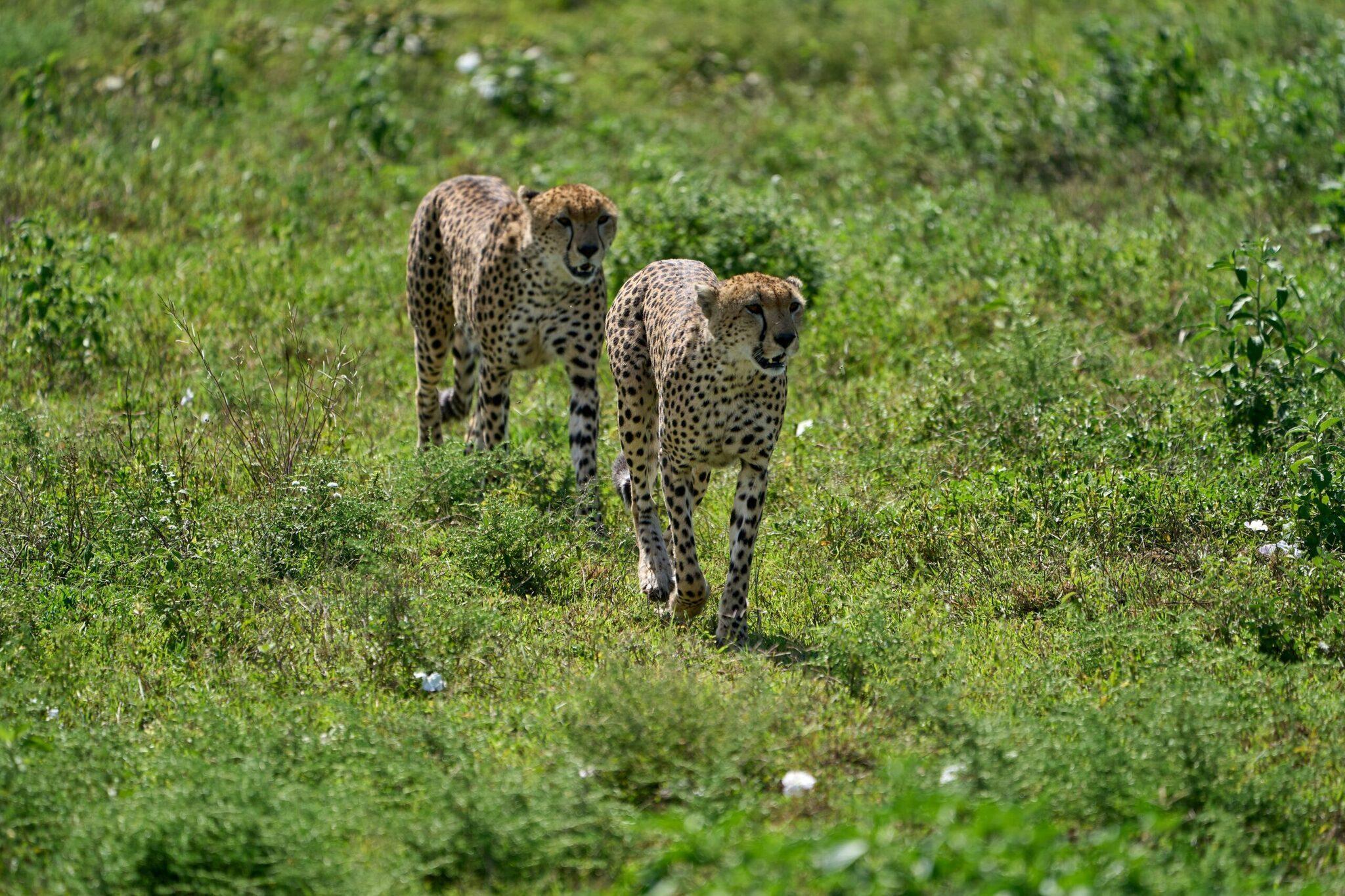 Dos guepardos caminando por la sabana herbosa y verdejante durante un safari en el África Oriental