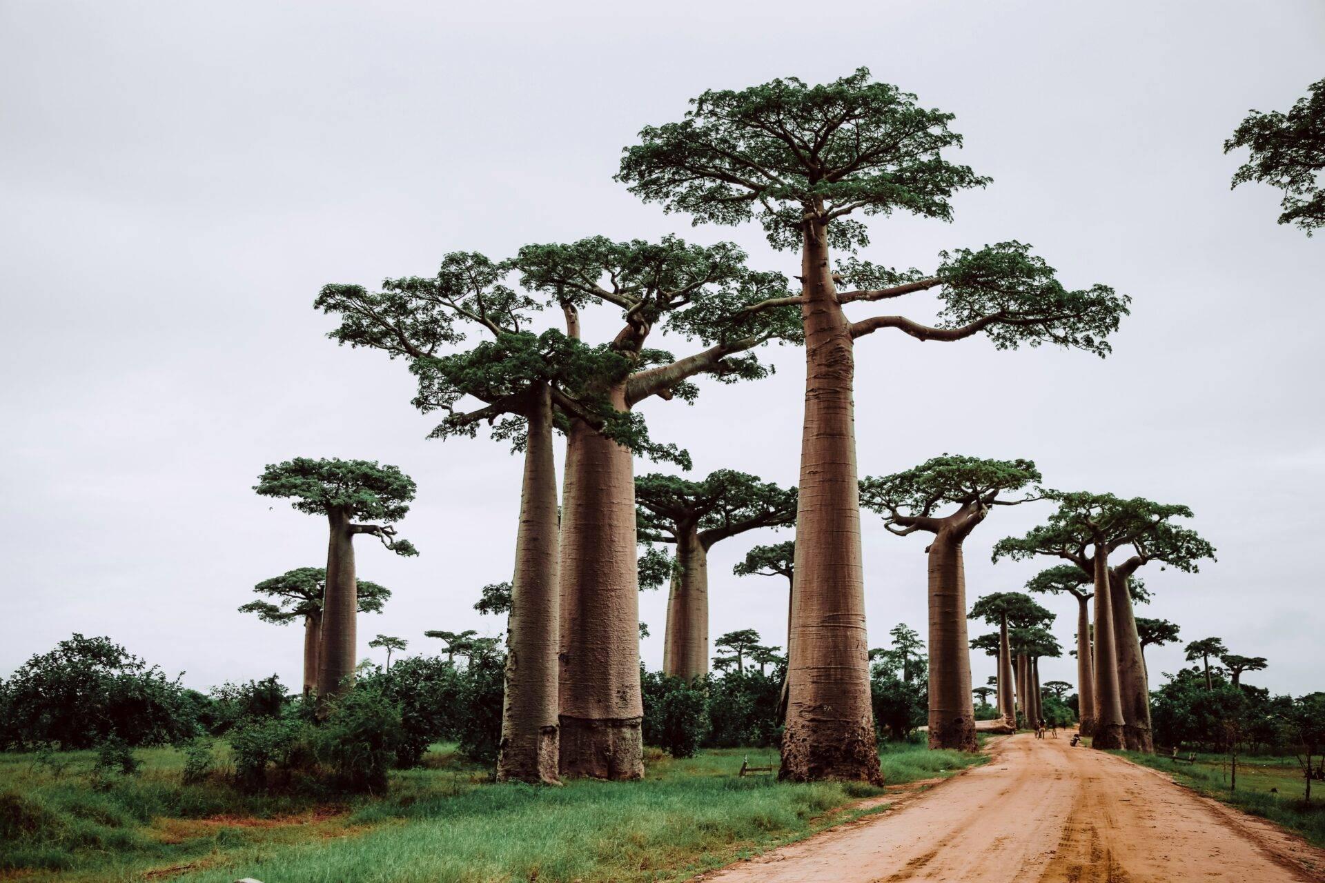Allee riesiger Baobabs mit massiven Stämmen, die einen roten Sandweg in Afrika säumen