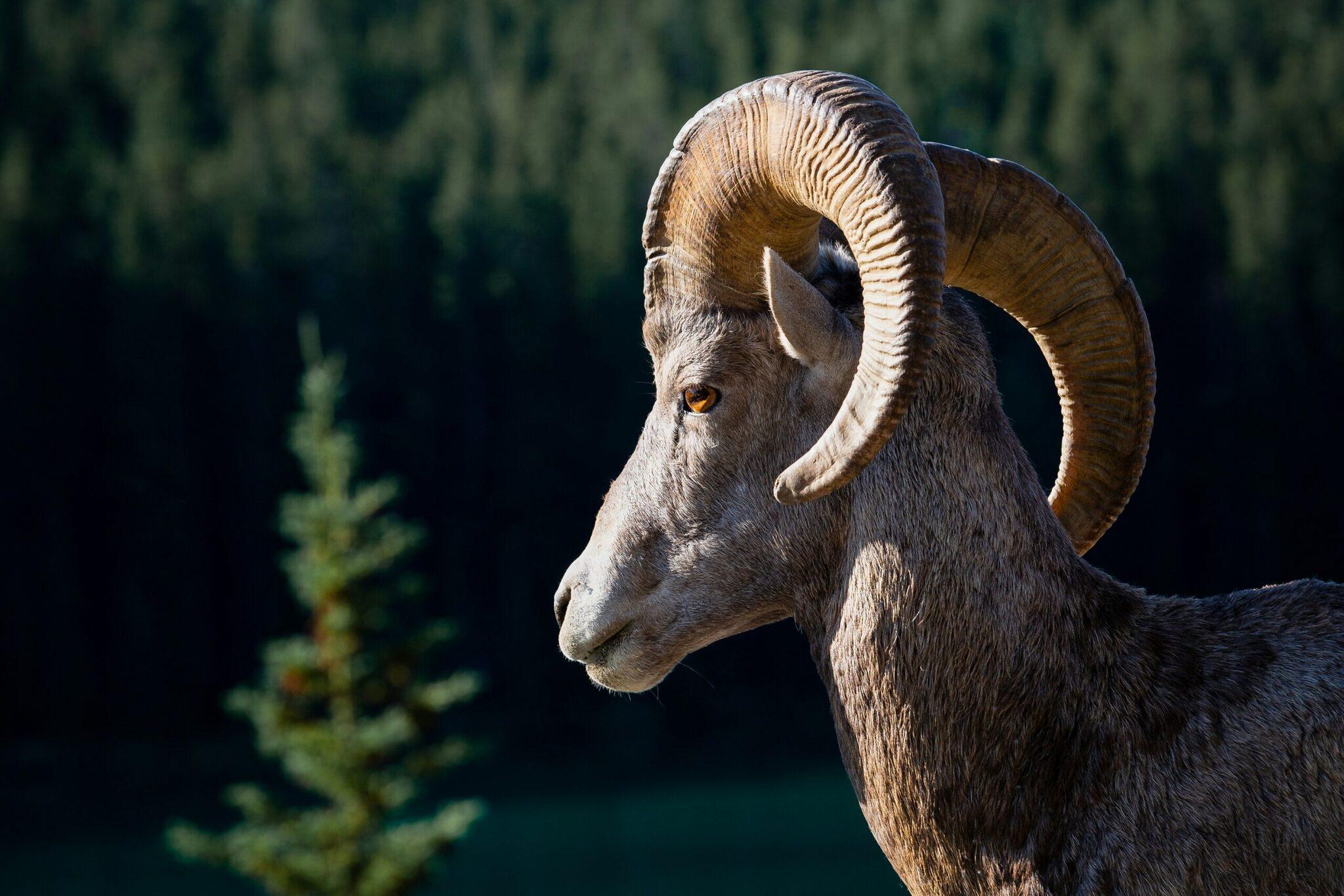 Un muflone bighorn di profilo con le sue caratteristiche corna spiralate, sullo sfondo una foresta di conifere