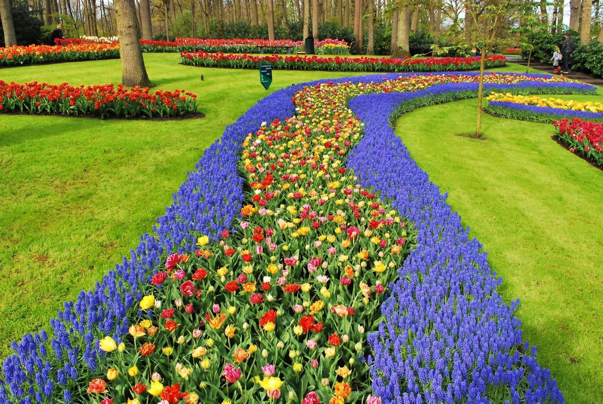 Bunter Tulpengarten mit blauen Blumenrabatten, Bäumen und grünem Rasen
