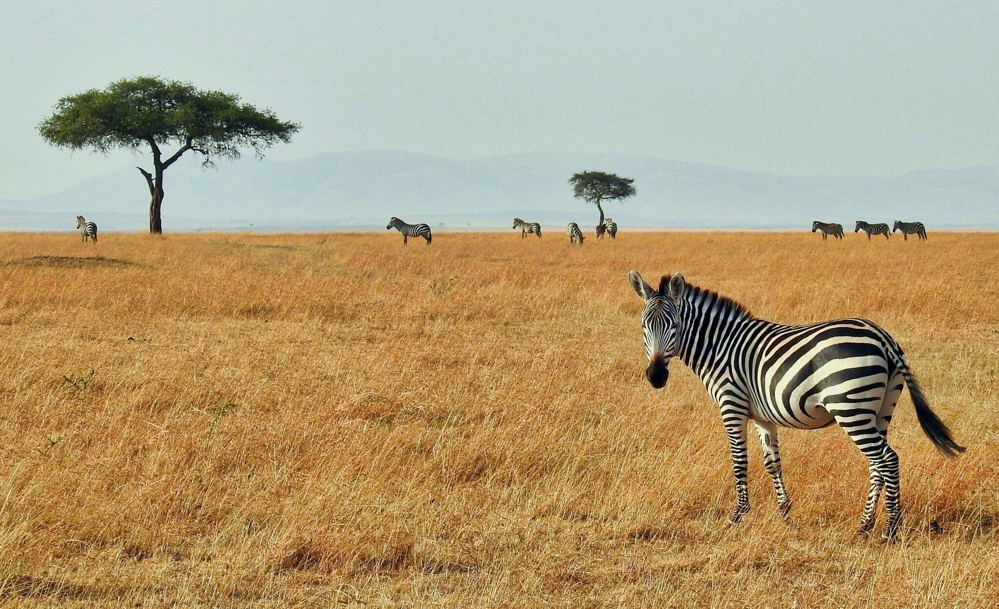 Ein Zebra im Vordergrund der afrikanischen Savanne, weitere Zebras und Akazien im Hintergrund