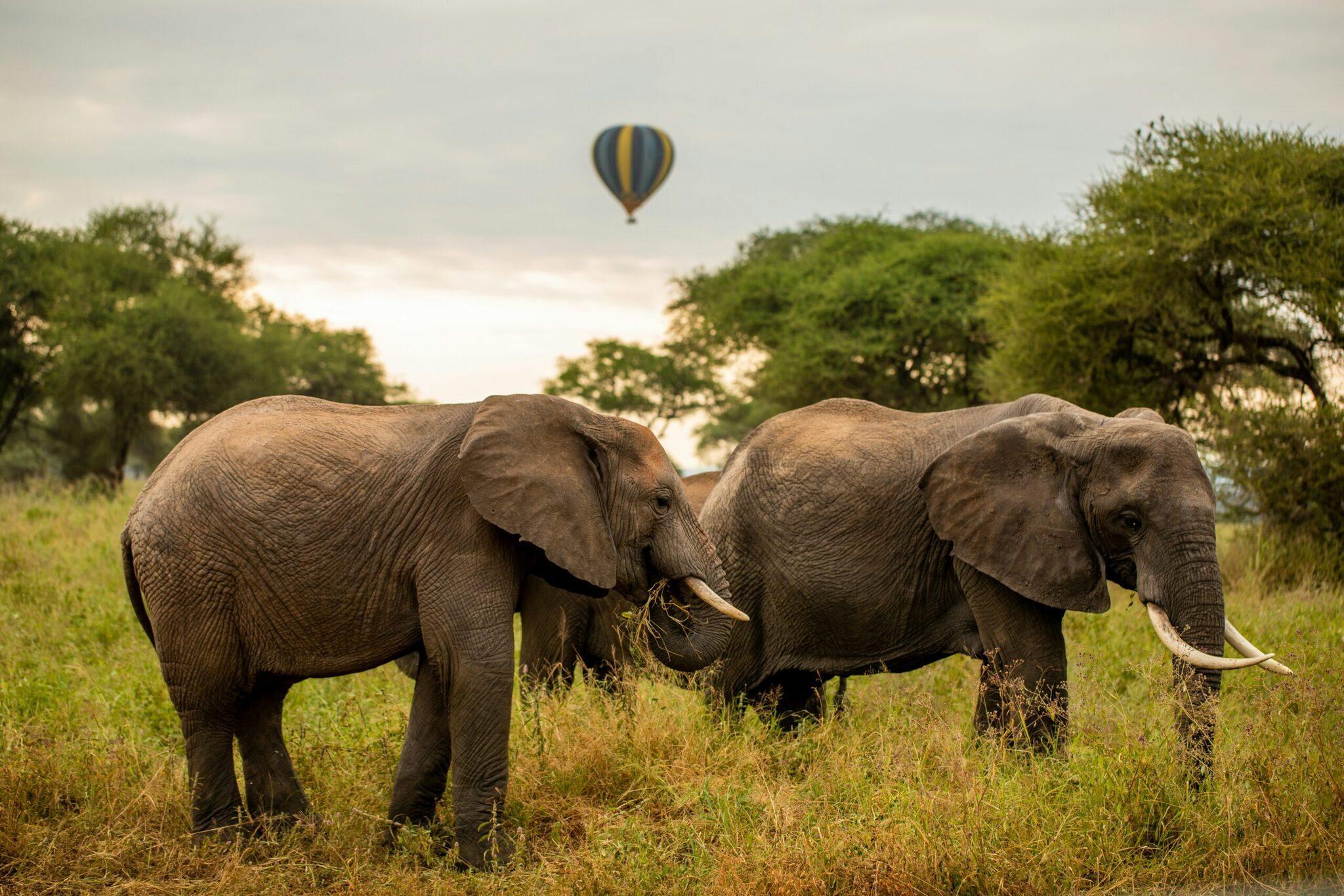 Dos elefantes se alimentan en la sabana africana con un globo aerostático al fondo