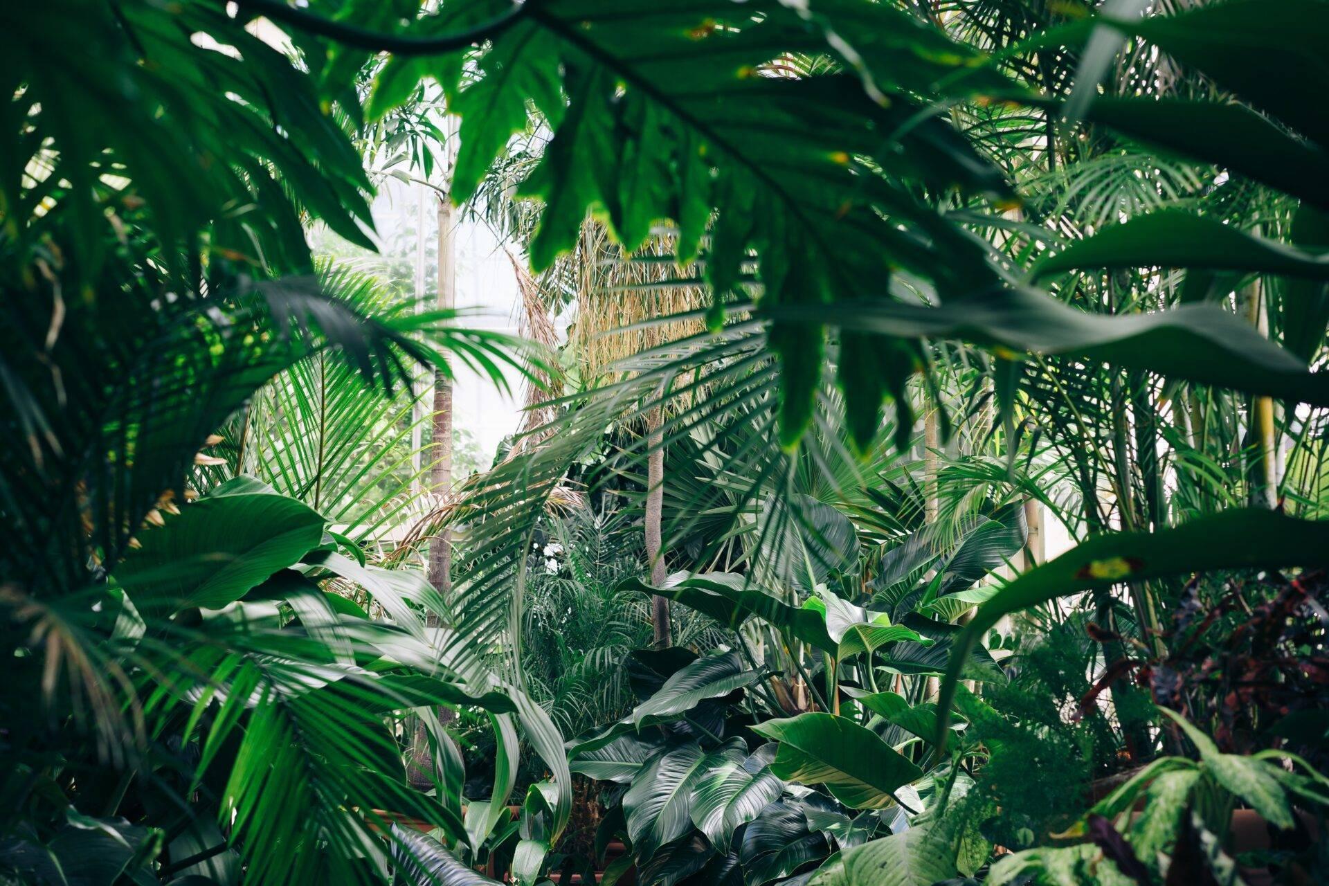 Blick in einen üppigen Tropengarten mit Palmen und dichter Vegetation