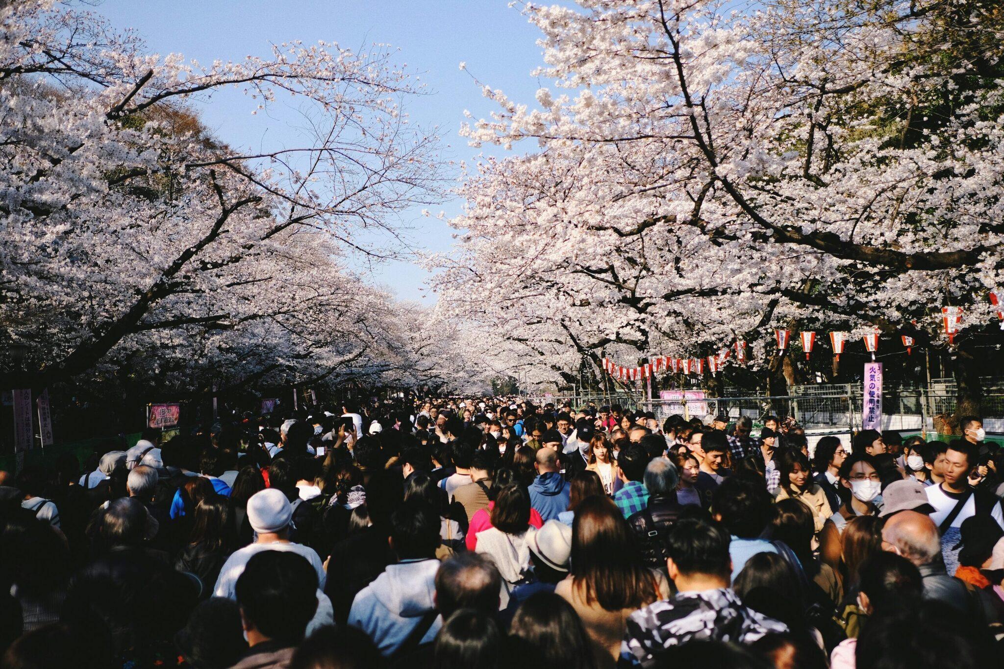 Una densa multitud de visitantes se reúne bajo cerezos en flor blancos durante una celebración primaveral japonesa
