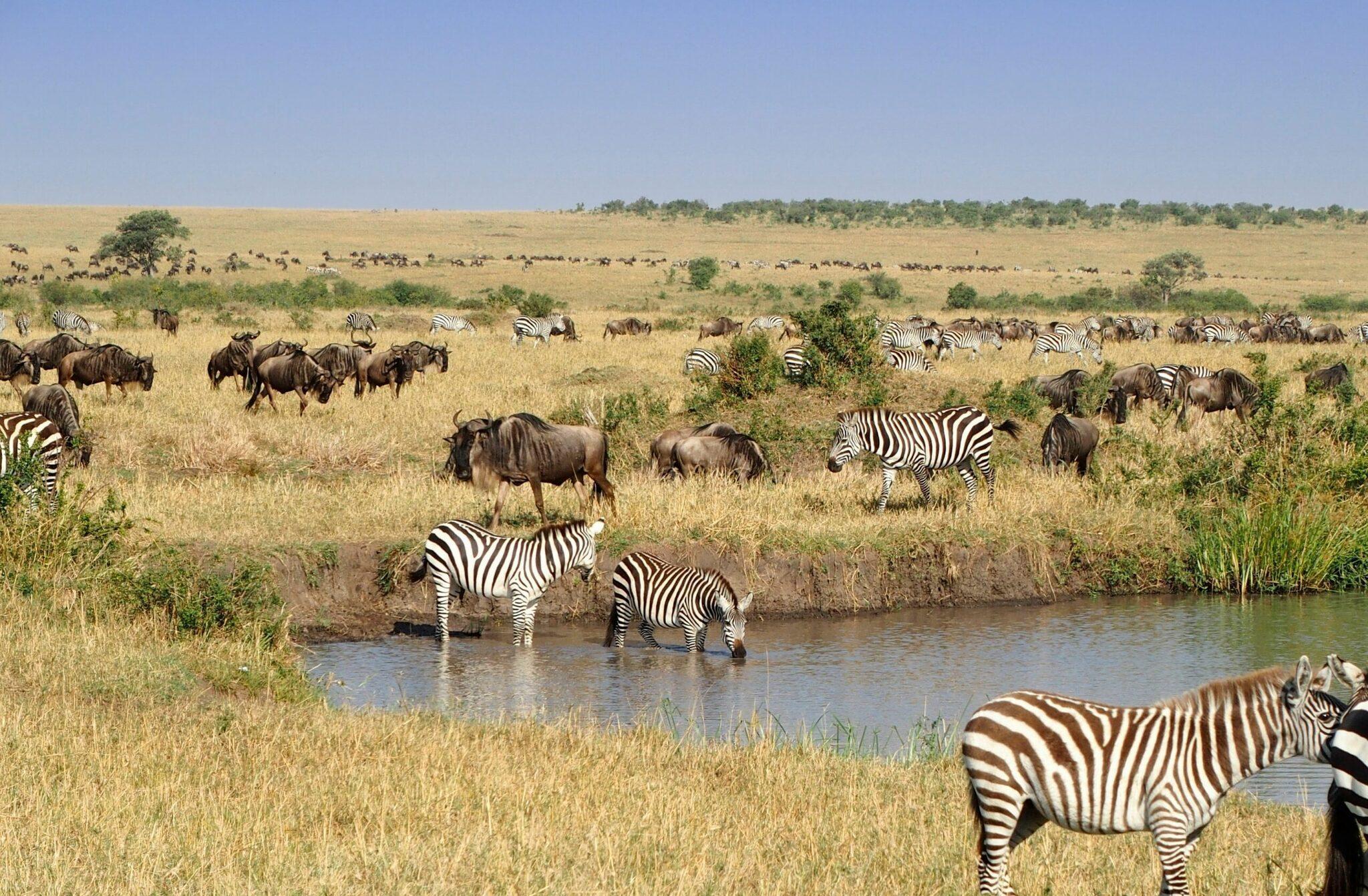 Manada de cebras y ñus bebiendo en un abrevadero en una sabana africana verdoyante
