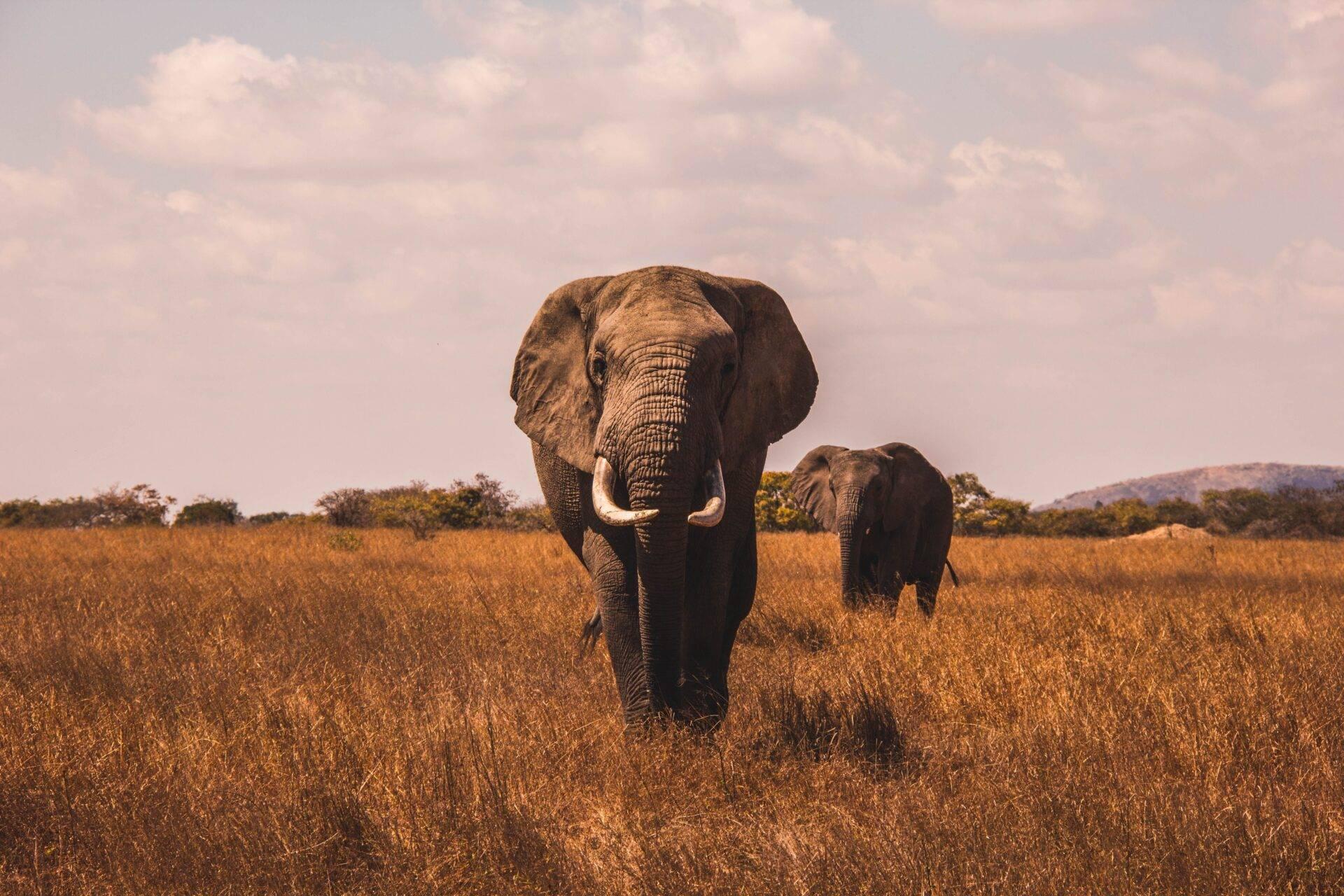 Un elefante adulto e il suo piccolo camminano in una savana arida sotto un cielo nuvoloso