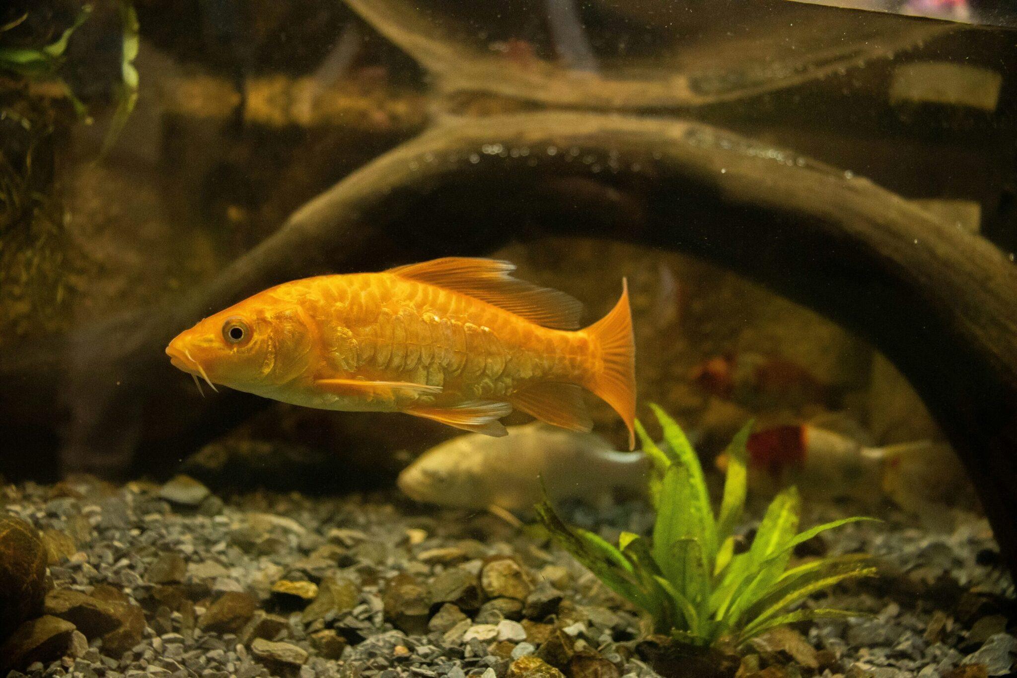 Ein goldener Fisch schwimmt in einem Aquarium zwischen grünen Pflanzen und Steinen