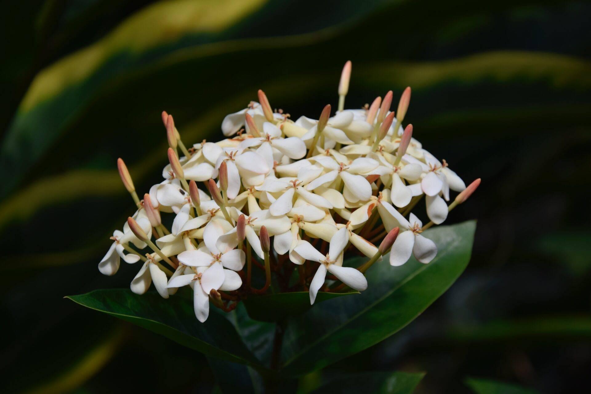 Kleine weiße und cremefarbene Blütentrauben mit roten Knospen vor üppig grünem Tropenlaub