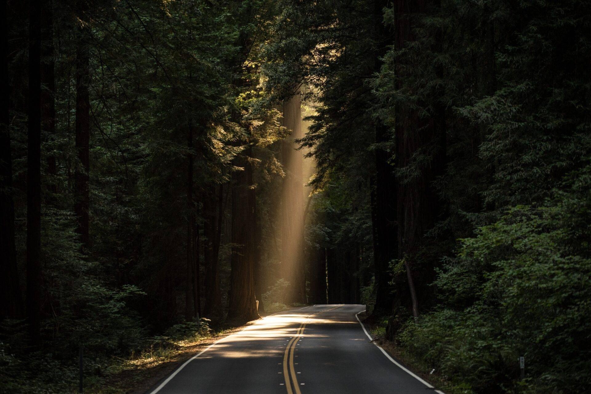 Carretera forestal sinuosa bordeada de grandes árboles con rayos de sol filtrándose a través del follaje