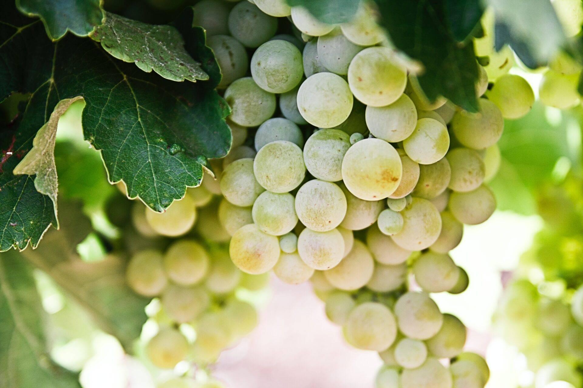 Racimo de uvas blancas y reloj marcando la medianoche, símbolos del ritual de las uvas de la suerte en la Nochevieja española