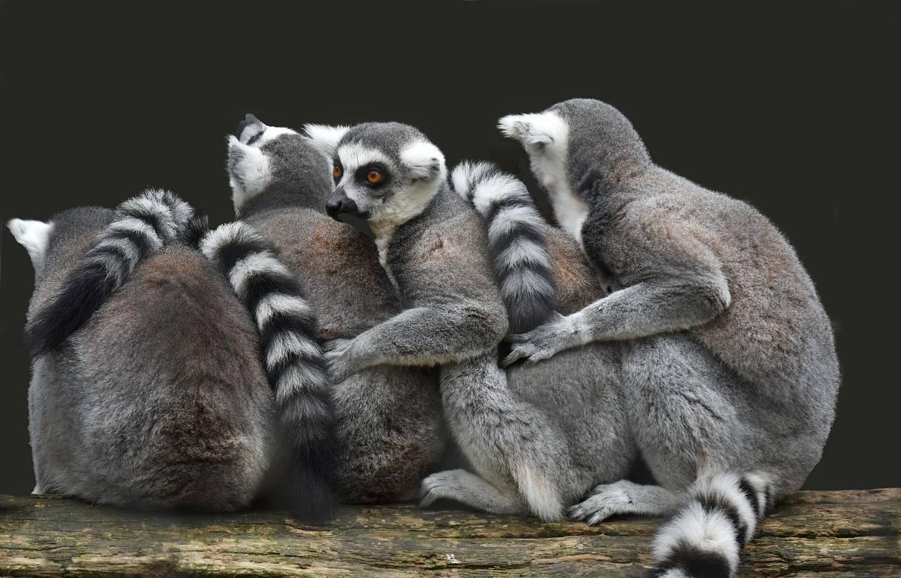Un gruppo di lemuri dagli occhi dorati seduti insieme su un ramo, su sfondo scuro