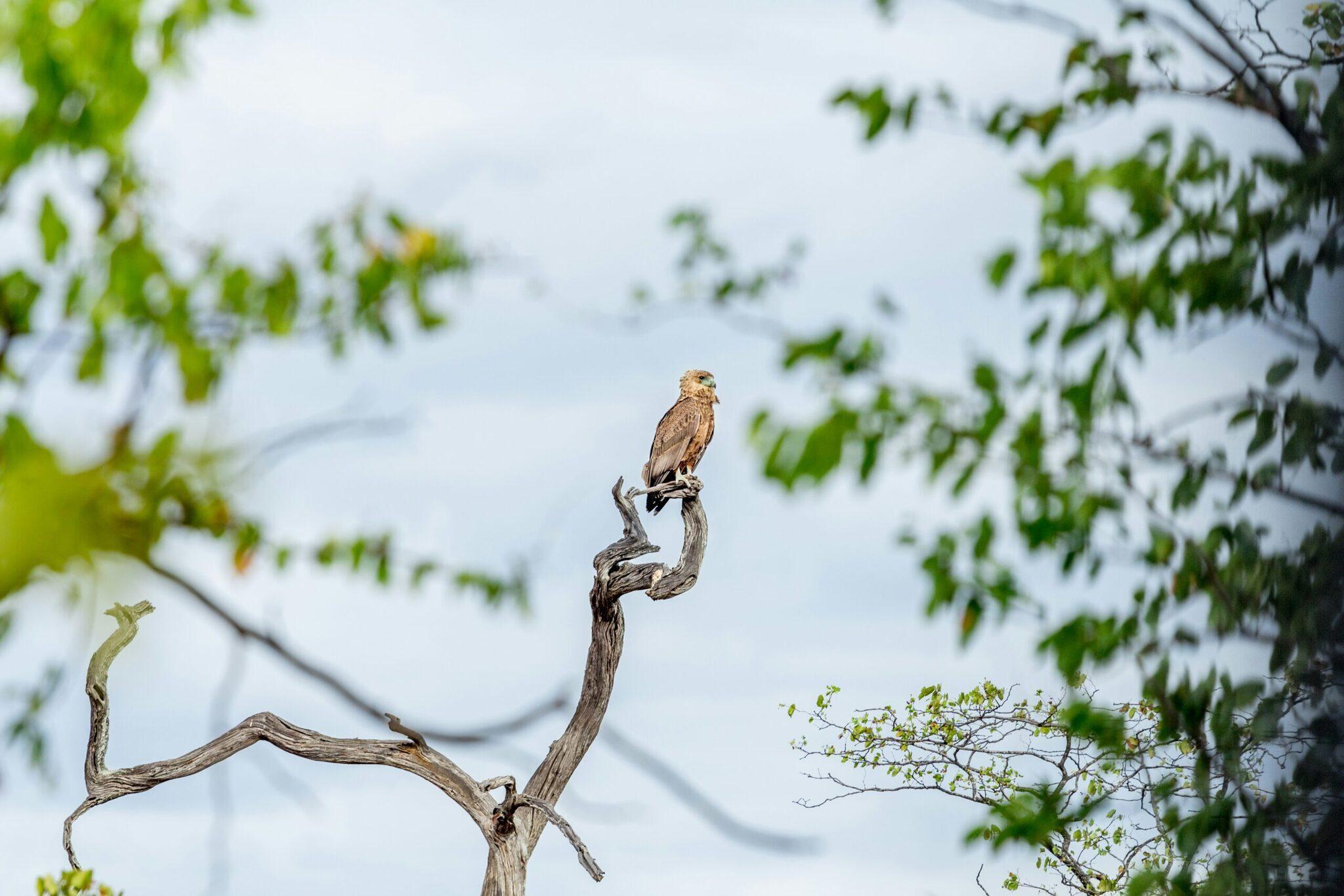 Ein Greifvogel sitzt auf einem abgestorbenen Ast und beobachtet den Horizont in seiner natürlichen afrikanischen Umgebung