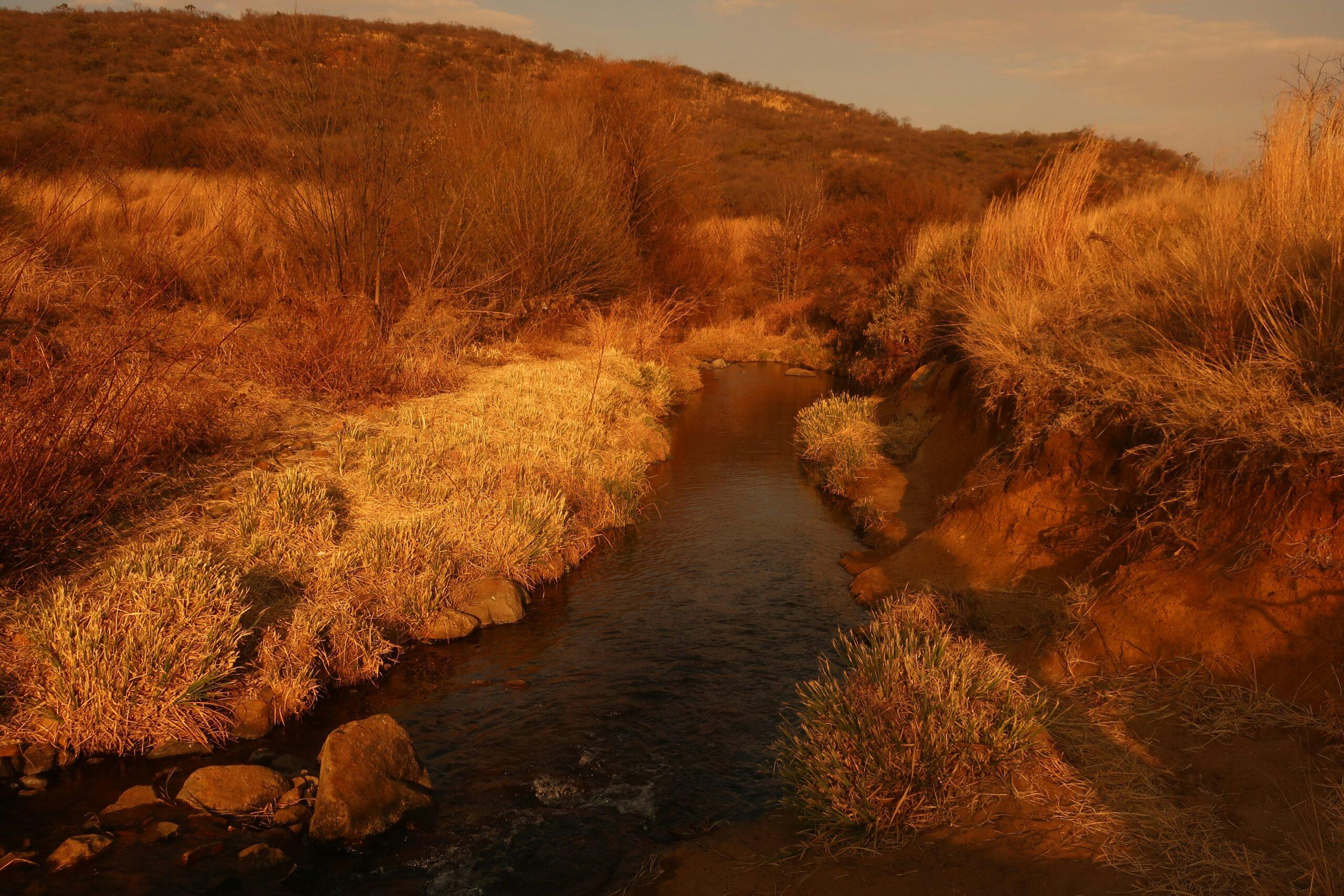 Un arroyo serpentea entre colinas áridas y vegetación dispersa dorada por la luz del atardecer