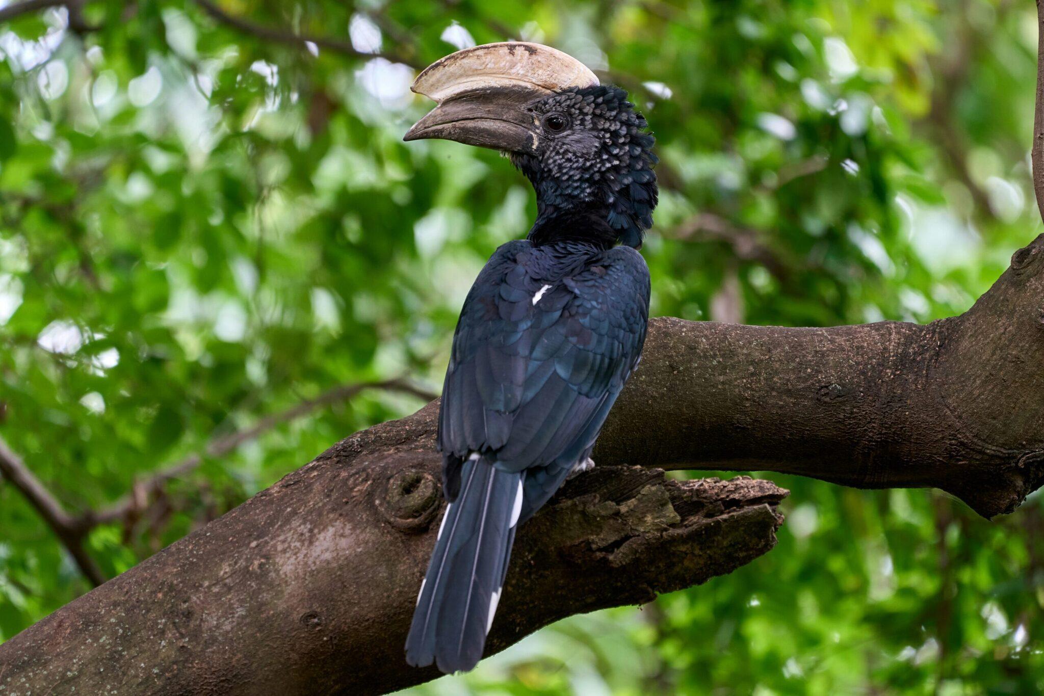 Un pájaro negro de pico grande posado en una rama en un entorno tropical y frondoso