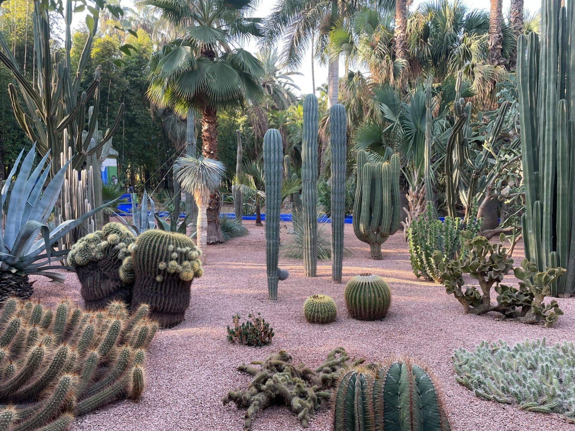 Un jardín botánico desértico con cactus gigantes, palmeras y suculentas sobre suelo de grava rojiza
