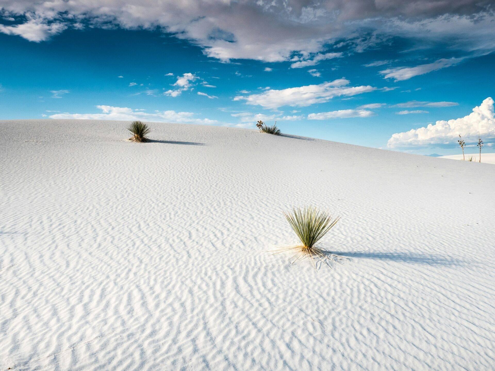 Dunas de arena blanca ondulada con algunas plantas verdes dispersas bajo un cielo azul intenso