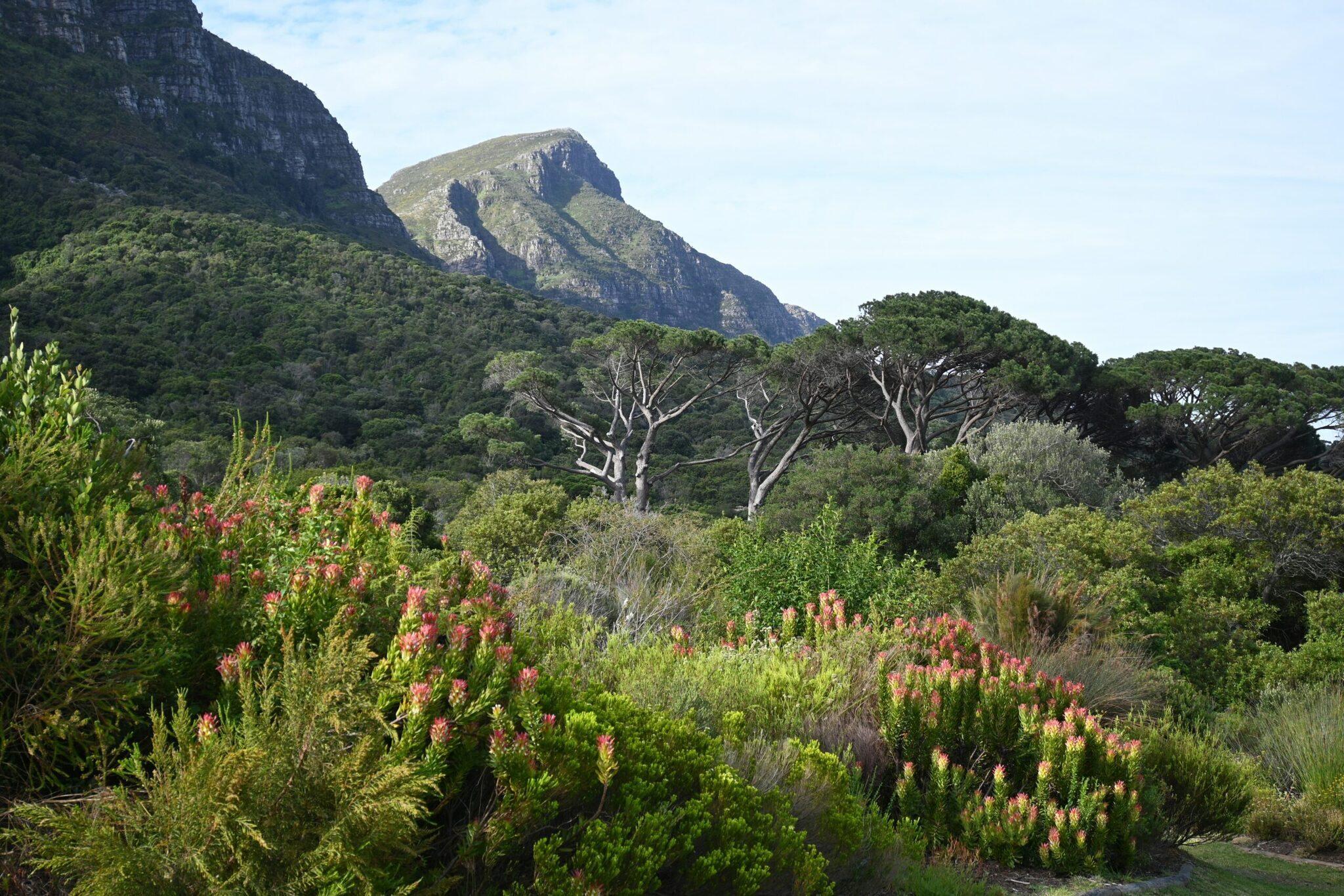 Paesaggio montagnoso con vegetazione mediterranea, fiori rosa e alberi dai caratteristici tronchi bianchi