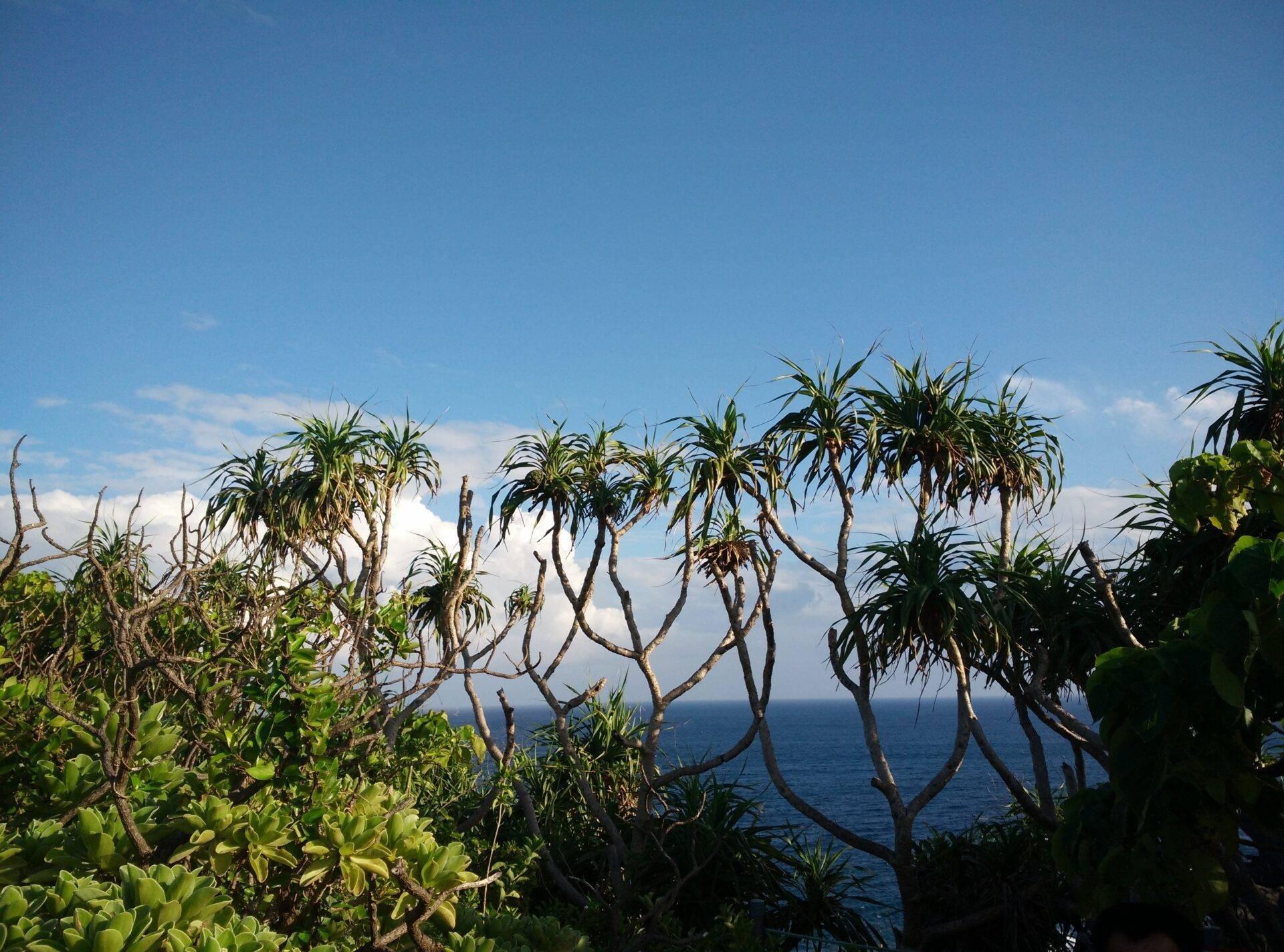 Vista sull’oceano azzurro incorniciata da alberi tropicali dai tronchi sinuosi sotto un cielo sereno