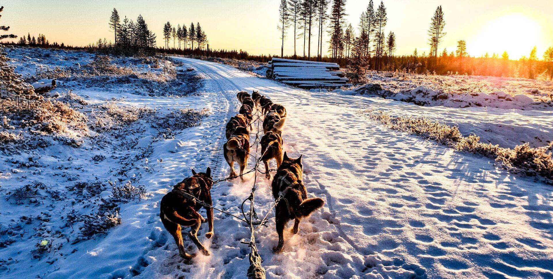 Un trineo tirado por perros avanzando por una pista nevada en Laponia al amanecer, con un bosque de abetos al fondo